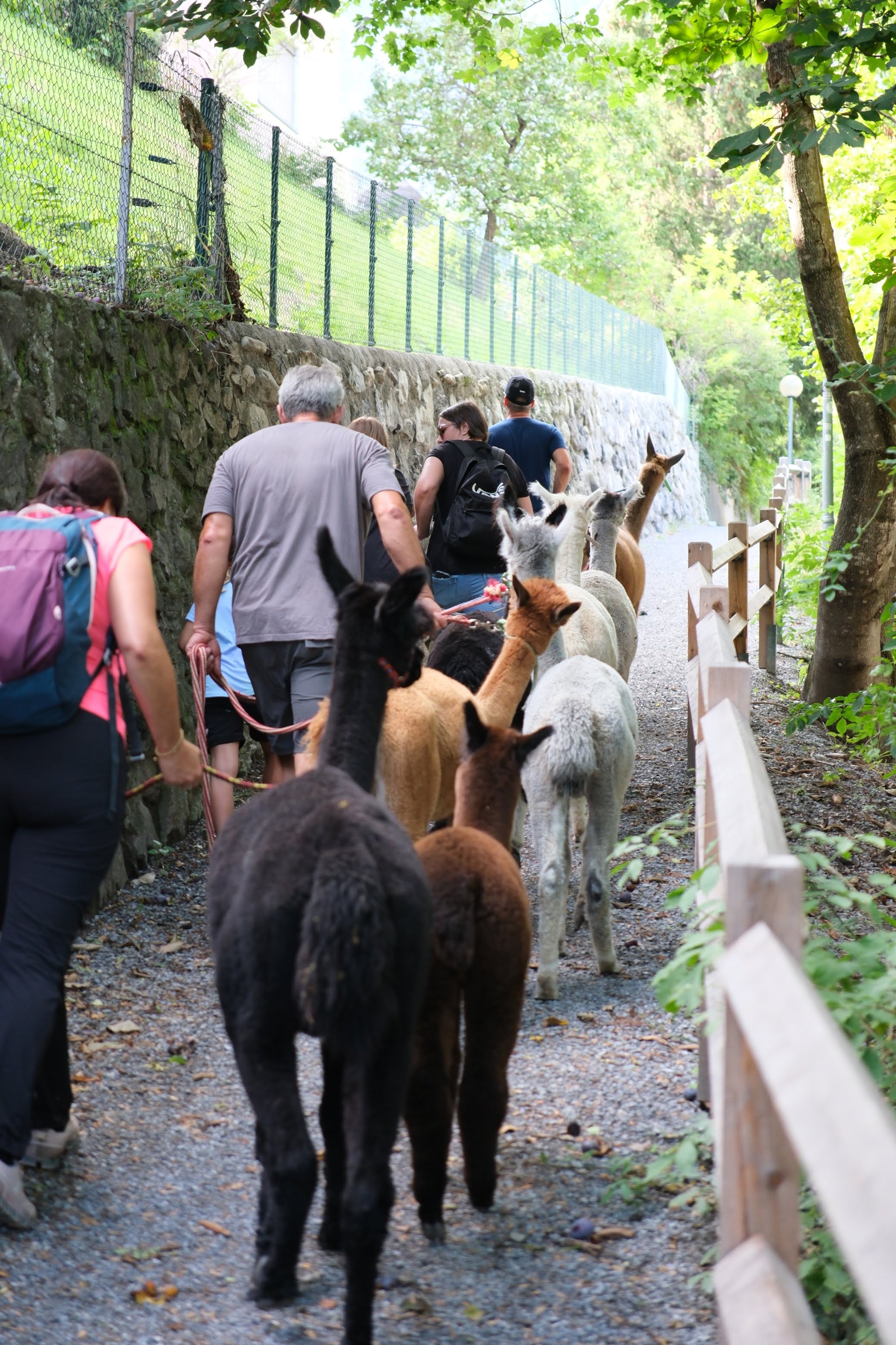 Gruppe von Menschen wandert einen Weg entlang, geführt von einer Herde von Lamas, in einer grünen, bewaldeten Umgebung mit Bäumen und Zaun.