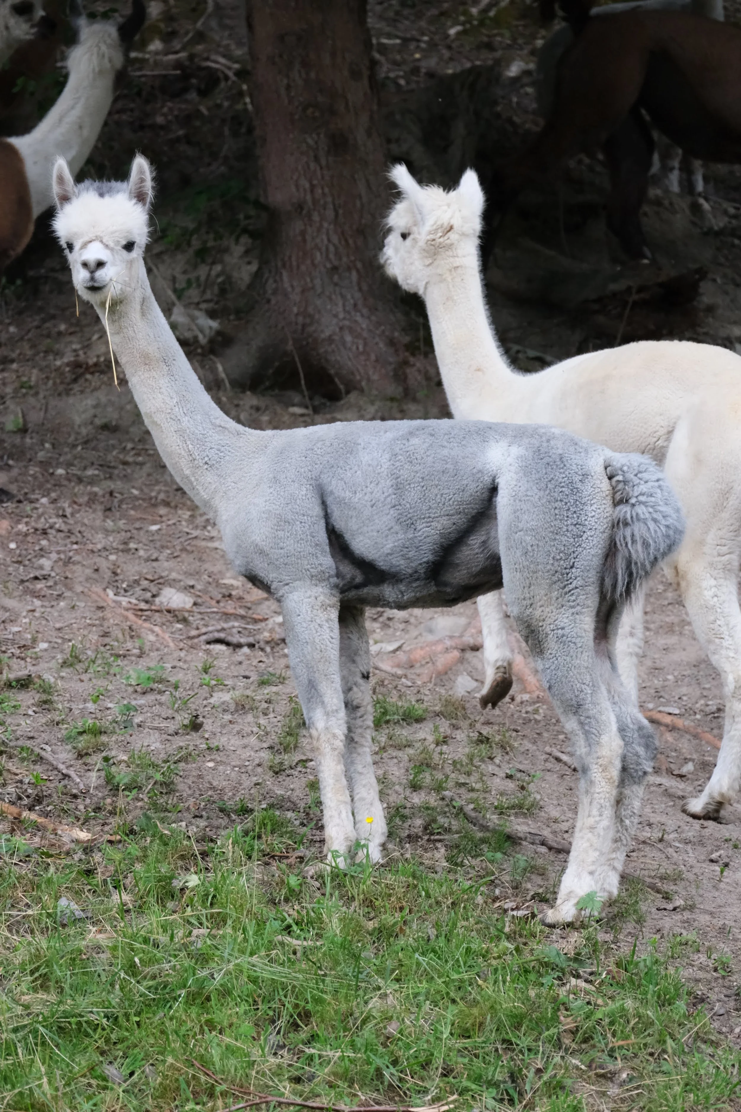Ein Lama mit grauem Fell und weißen Beinen steht auf grünem Gras und Erde, im Hintergrund sind Bäume und weiteres Lama zu sehen.