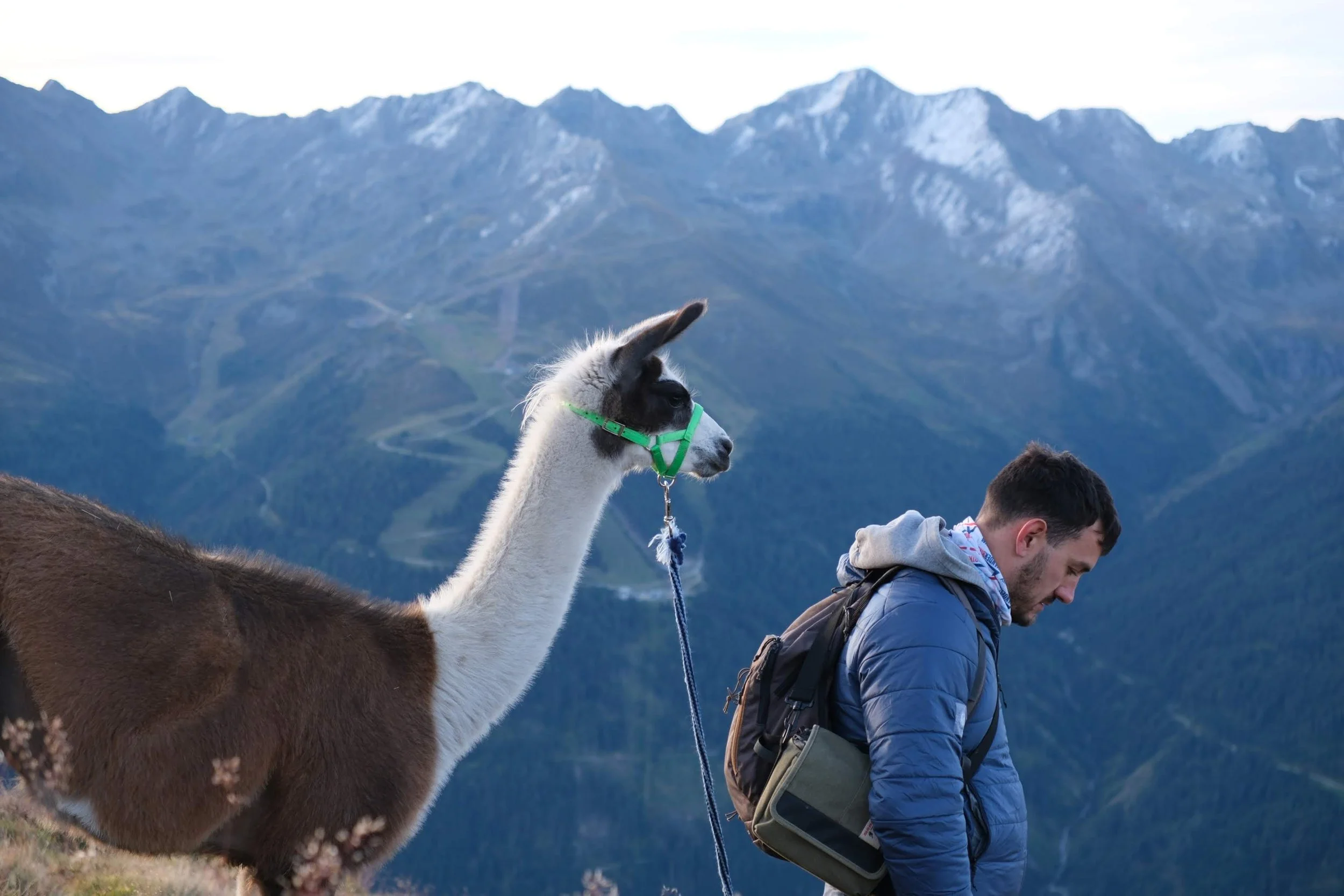 Ein junger Mann mit Rucksack wandert in den Bergen, während eine Lama neben ihm steht und in die Ferne schaut. Im Hintergrund sind hohe, verschneite Berge.