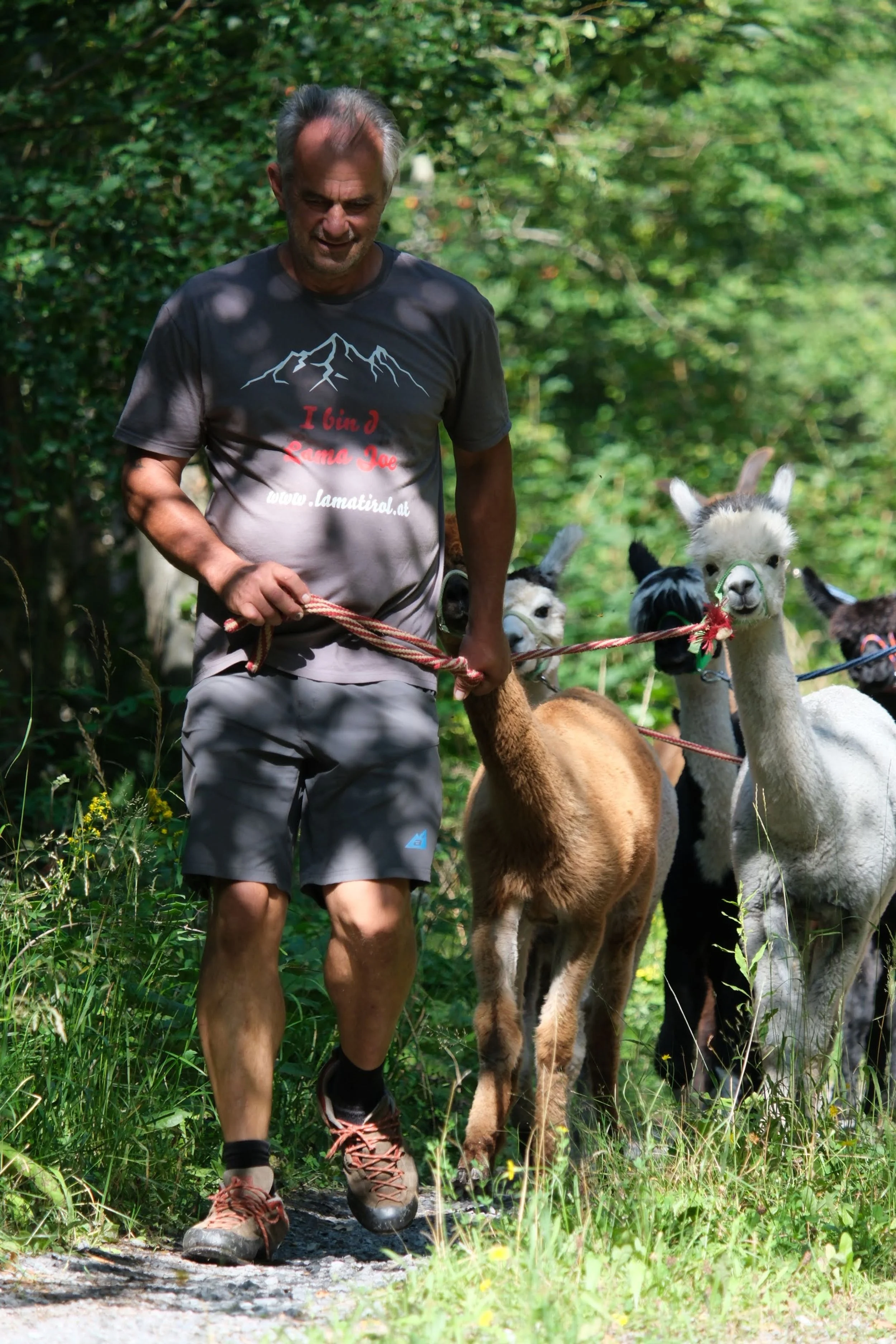 Ein Mann führt eine Gruppe von Alpakas auf einem schattigen Waldweg, der Mann trägt ein graues T-Shirt und Shorts, während die Alpakas unterschiedliche Fellfarben haben.