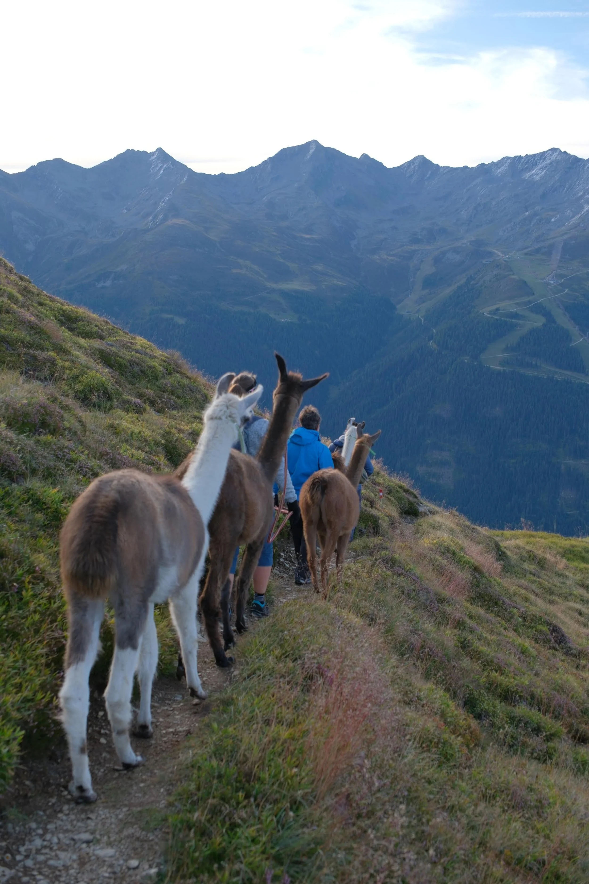 Sechs Lamas oder Alpakas wandern auf einem schmalen Pfad in den Bergen; im Hintergrund sind hohe, zerklüftete Berge und terrassenartige Hänge im Tal sichtbar.