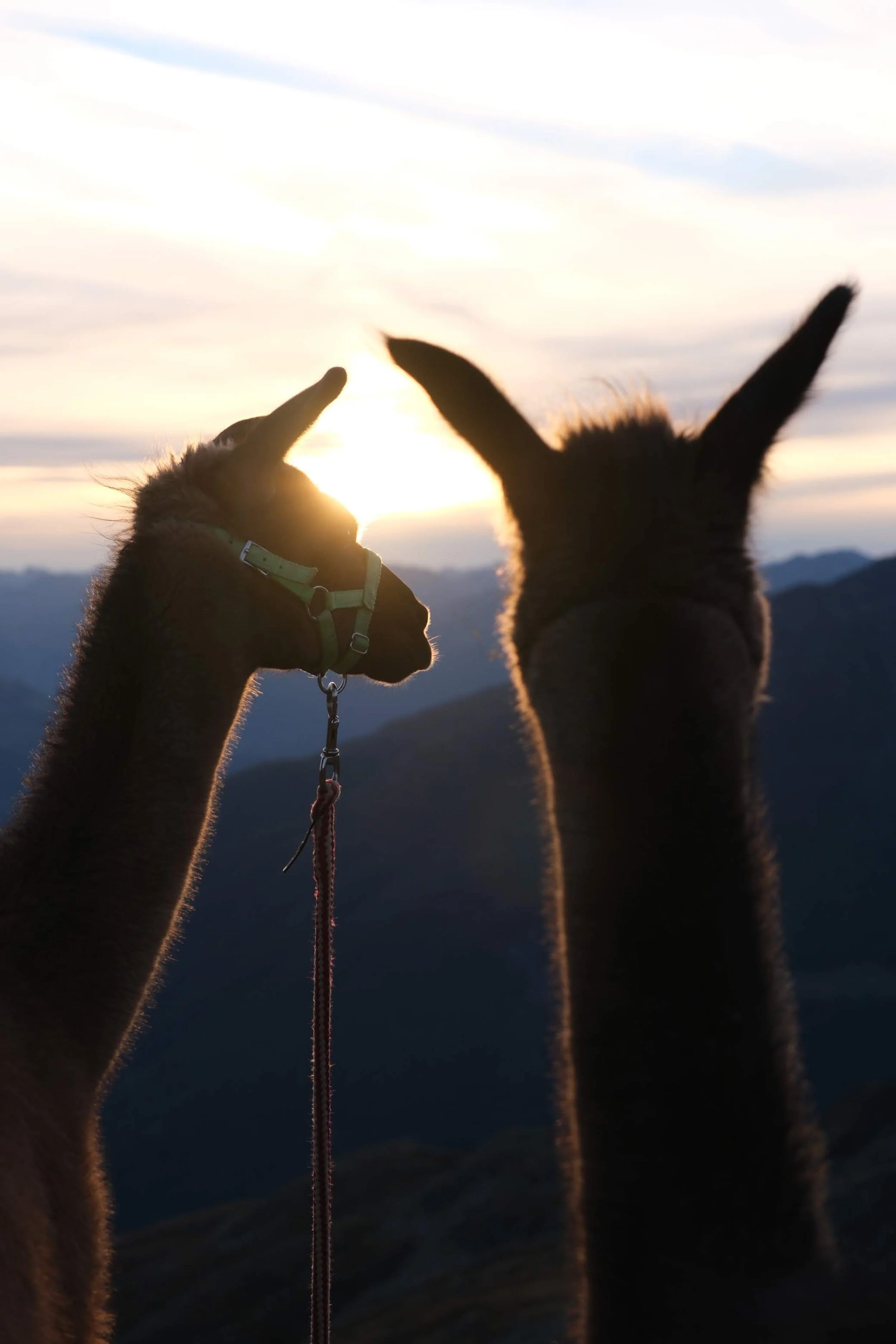 Zwei Alpakas stehen auf einem Berg bei Sonnenuntergang, eine von ihnen trägt ein Halsband und einen Leinen, während die Sonne im Hintergrund untergeht.