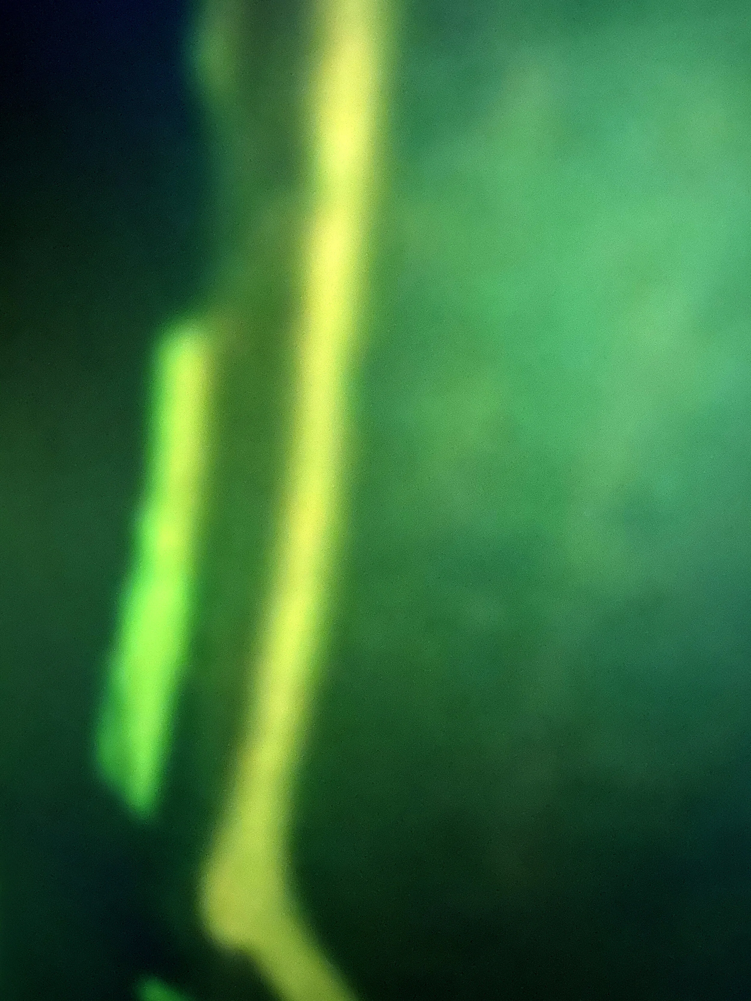 Close-up abstract photo of green and yellow plant leaves with a blurred background.