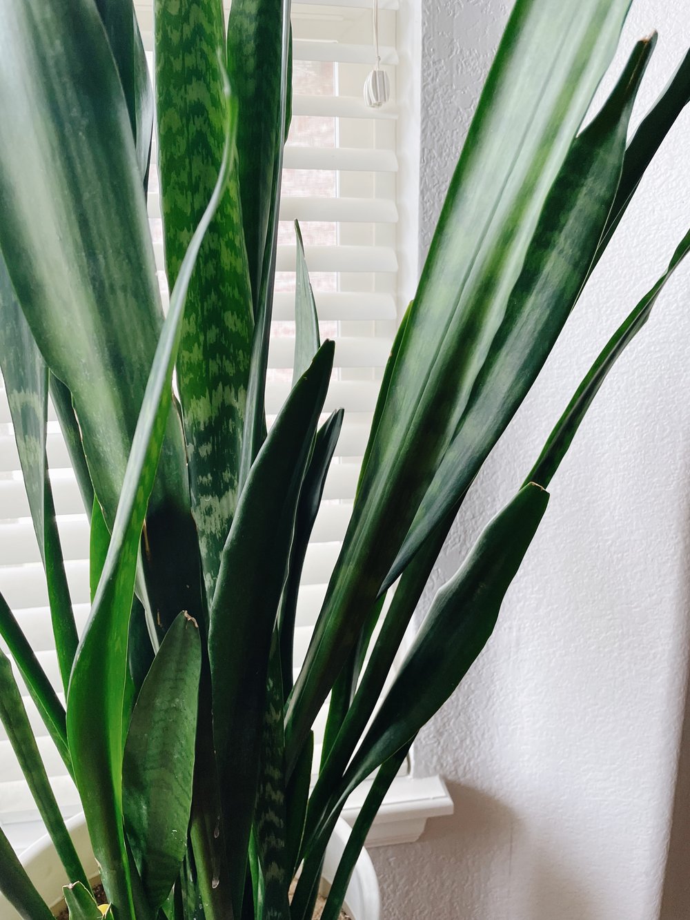 Snake Plant.jpeg