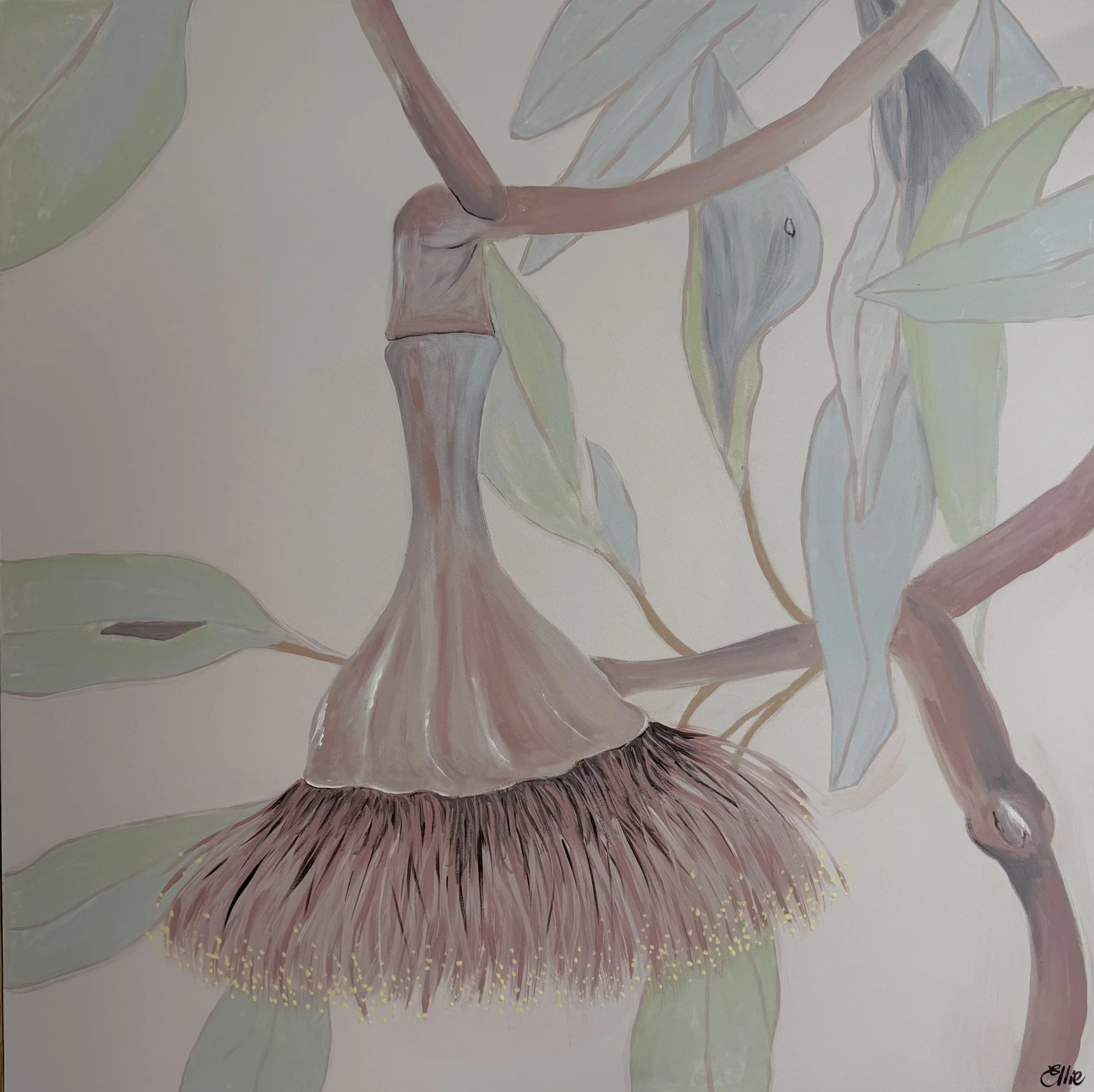 Drooping Gumnut (2026)