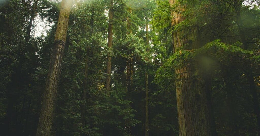 2 Billion Trees Start With 2 Billion Seeds