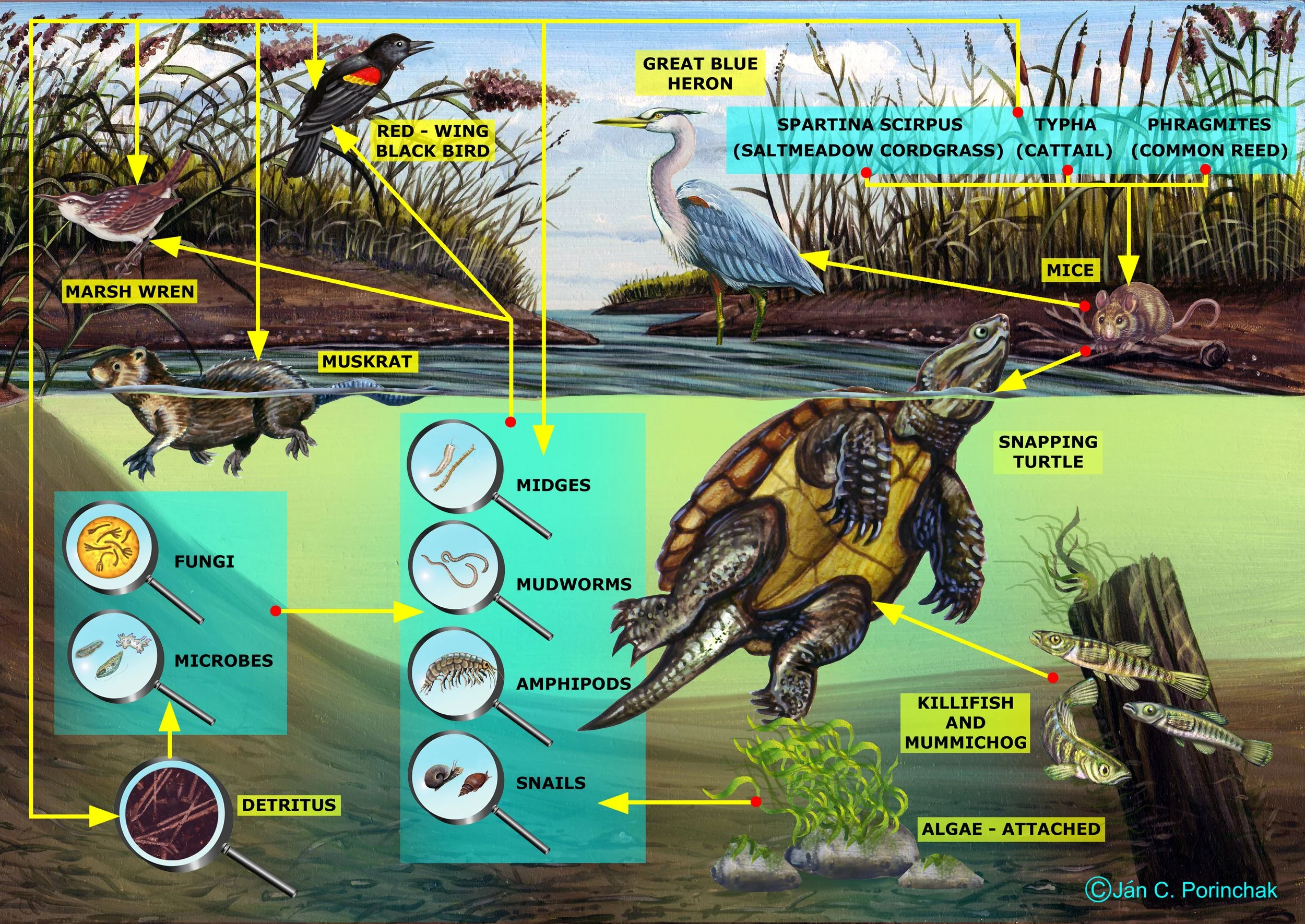 marsh_food_web.jpg