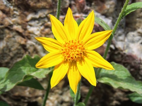 Arnica Montana Flower Extract