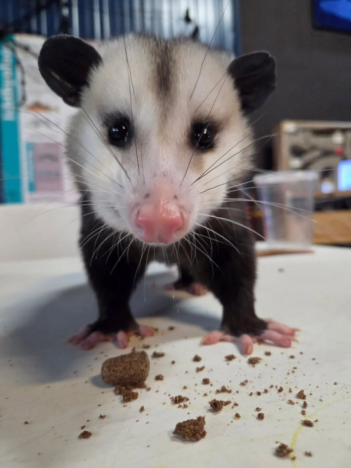 Chip
