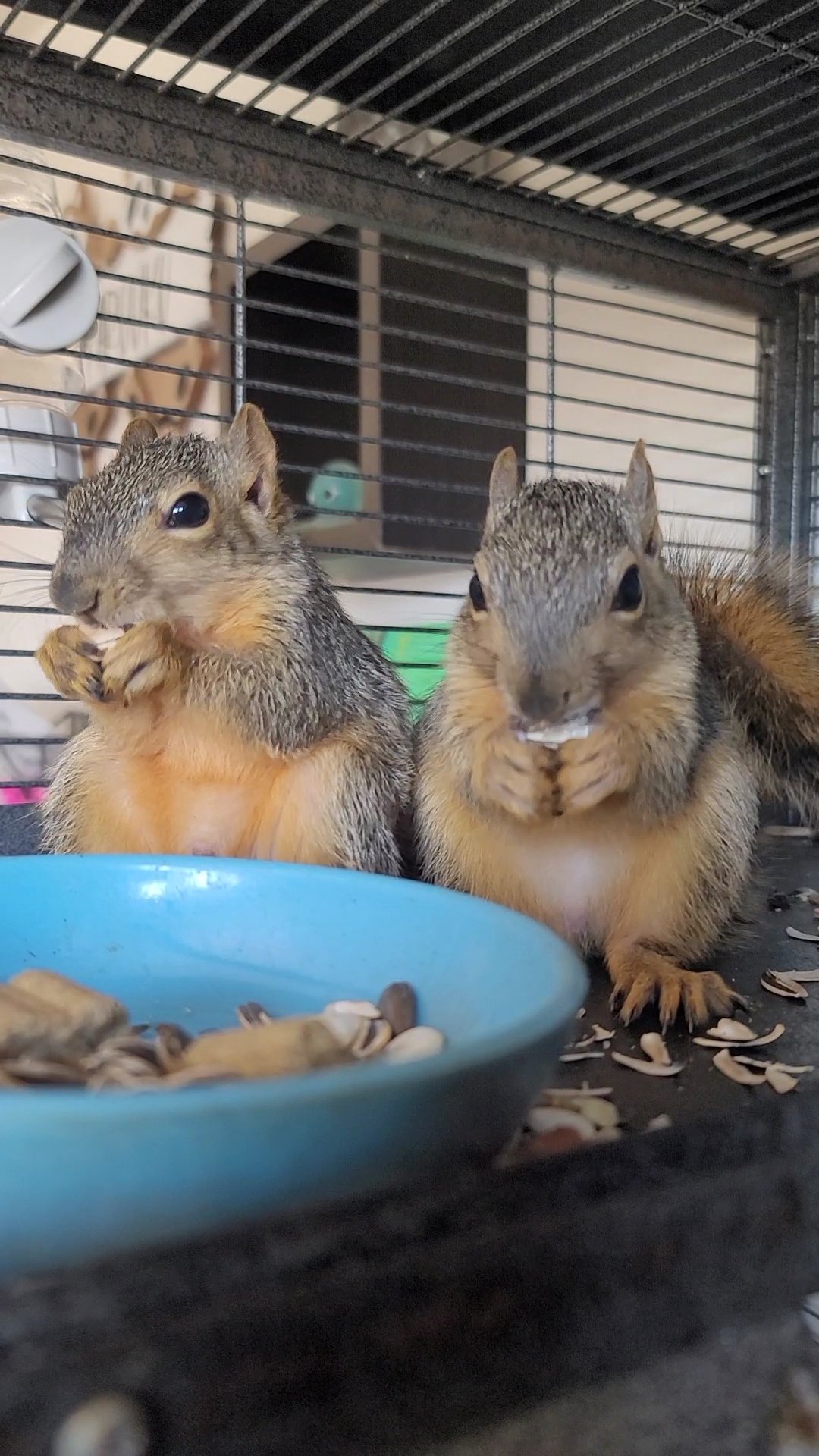 The Nut Brothers - Hammy & Louie