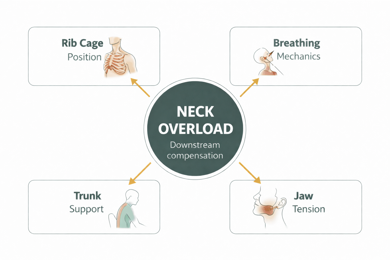 Diagram showing how rib cage position, breathing, trunk support, and jaw tension can increase load on the neck.