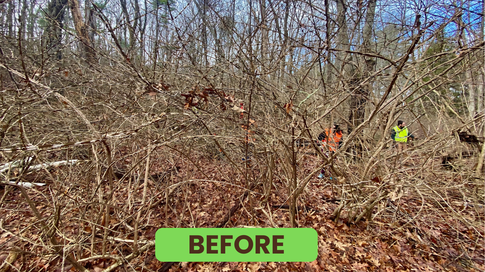 Blog before and after.png