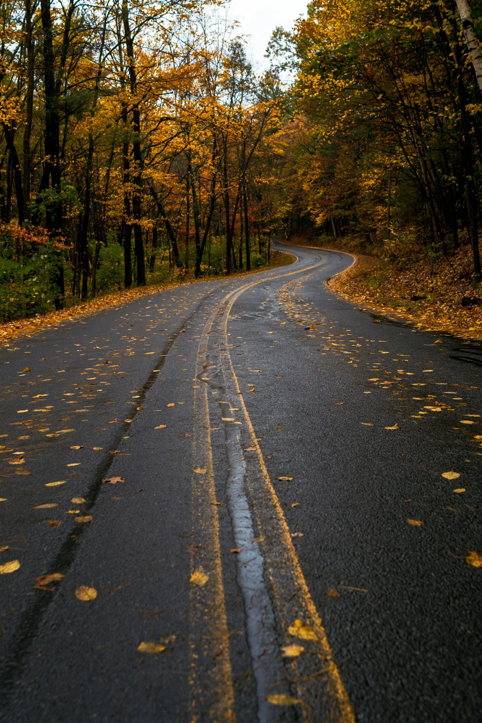 A winding forest road in autumn with fallen yellow leaves on the wet asphalt, surrounded by trees with orange and yellow foliage.