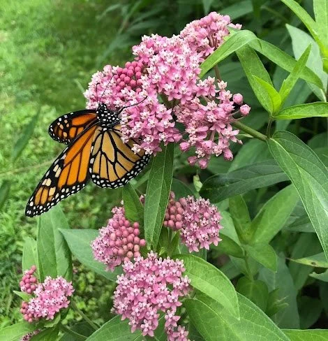 Swamp Milkweed-square.jpg