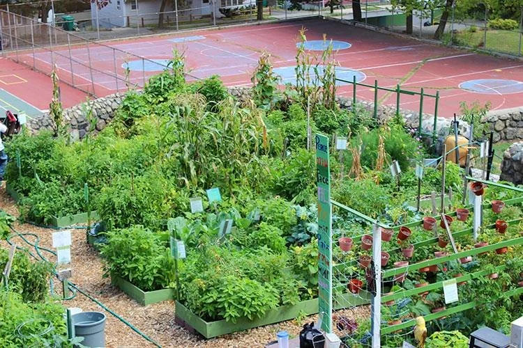 Lynn Grows - community garden.jpg