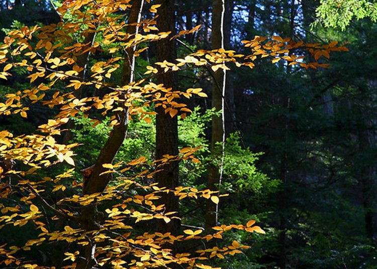 beech.jpg
