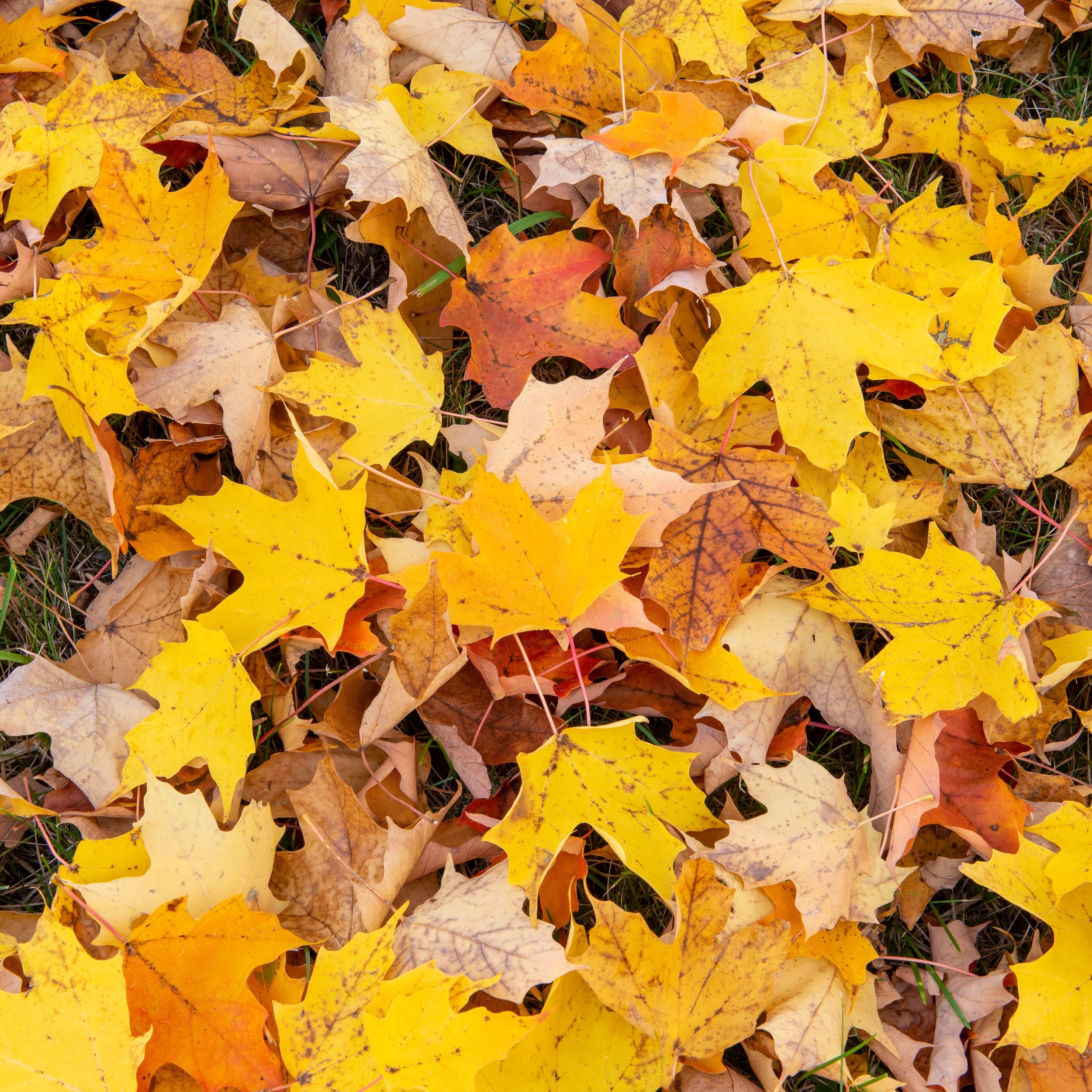 sipsey-leaves.jpg