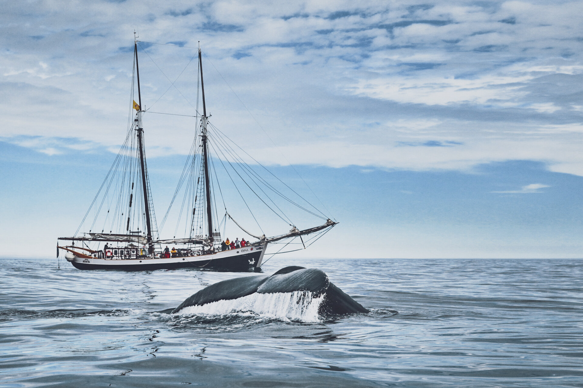 Húsavík, Whale Capital of Iceland