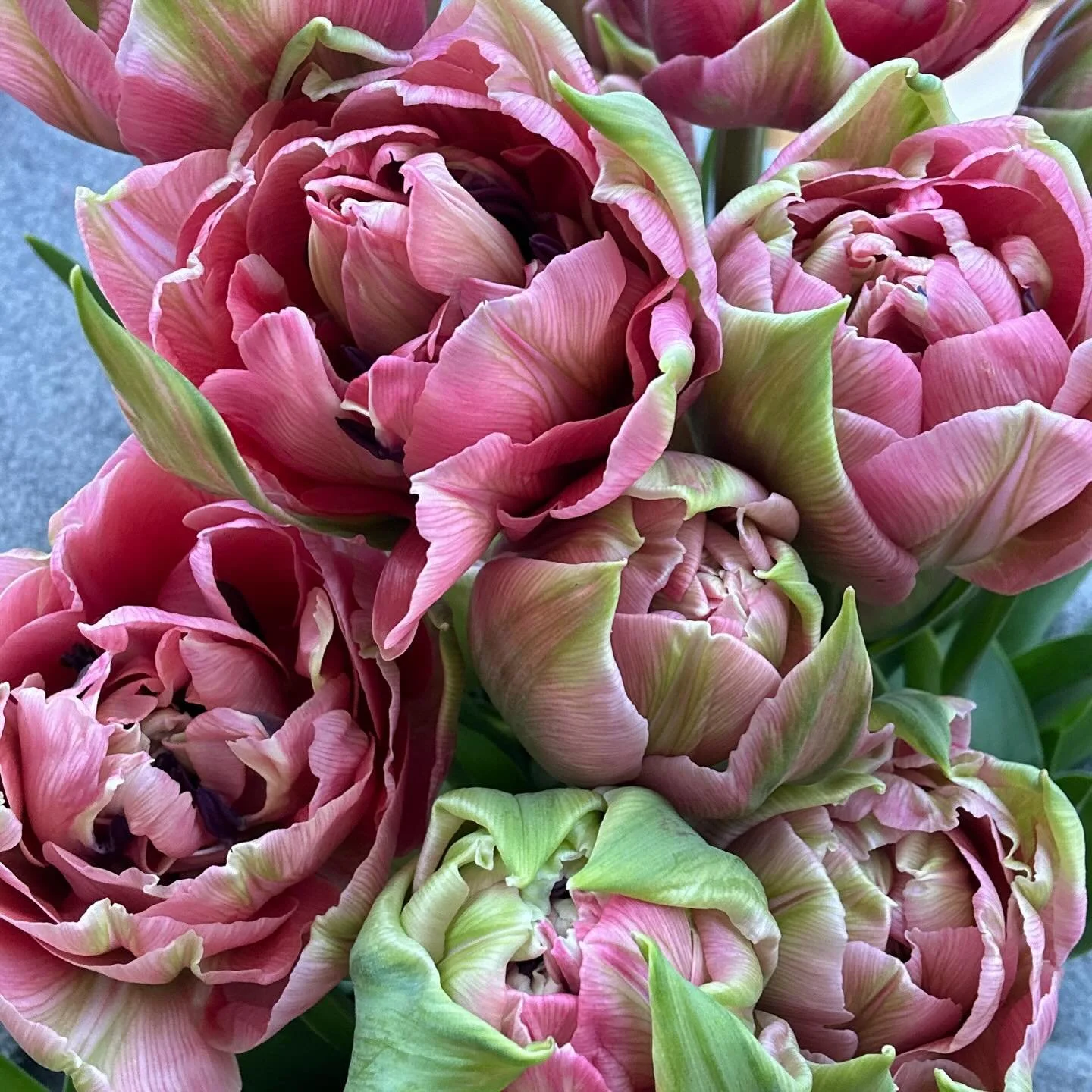 It&rsquo;s that time of year again! 
British-grown tulips will be available @thearcbedford this Saturday 14th March 🙌. Hope to see you there!
The shop will be full to the brim with perfect Mother&rsquo;s Day gifts, card making and a bead bar. Head o