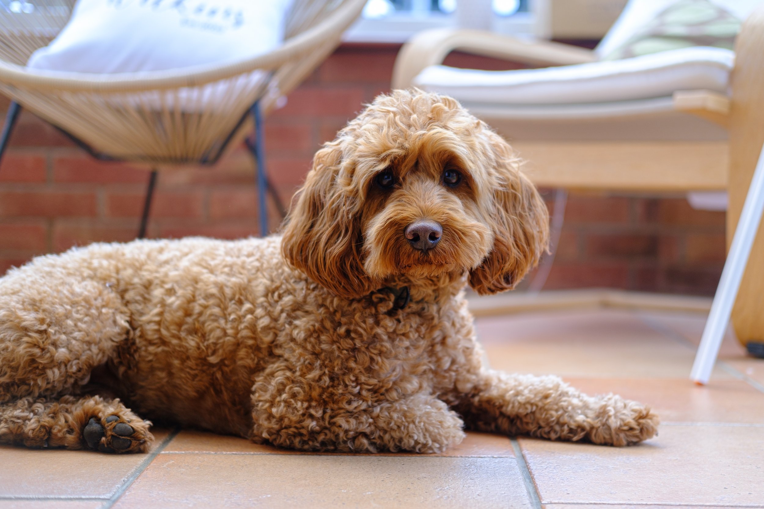 Wilkins Wedding Website-2.JPG