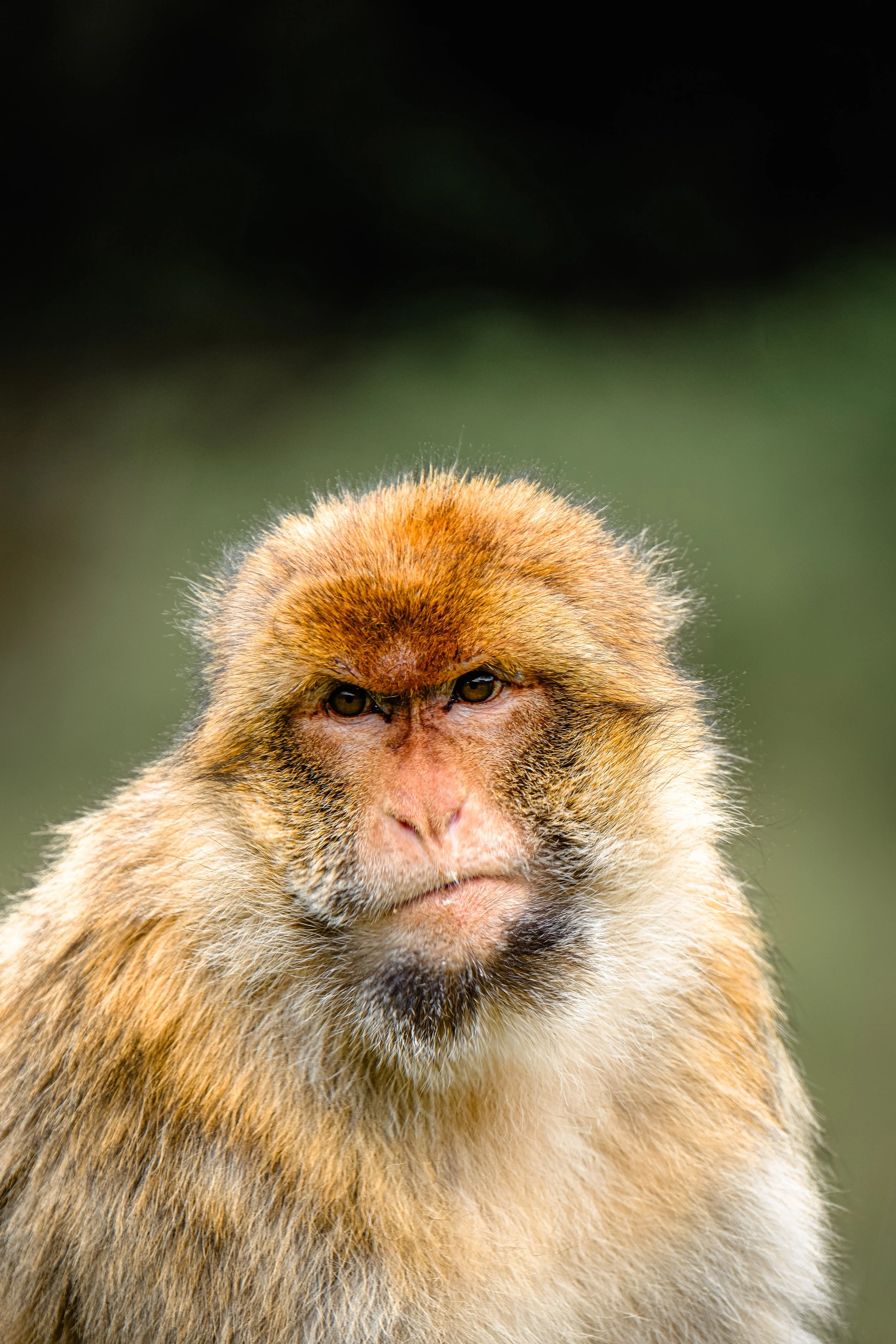 Monkey Stare Unimpressed.JPG