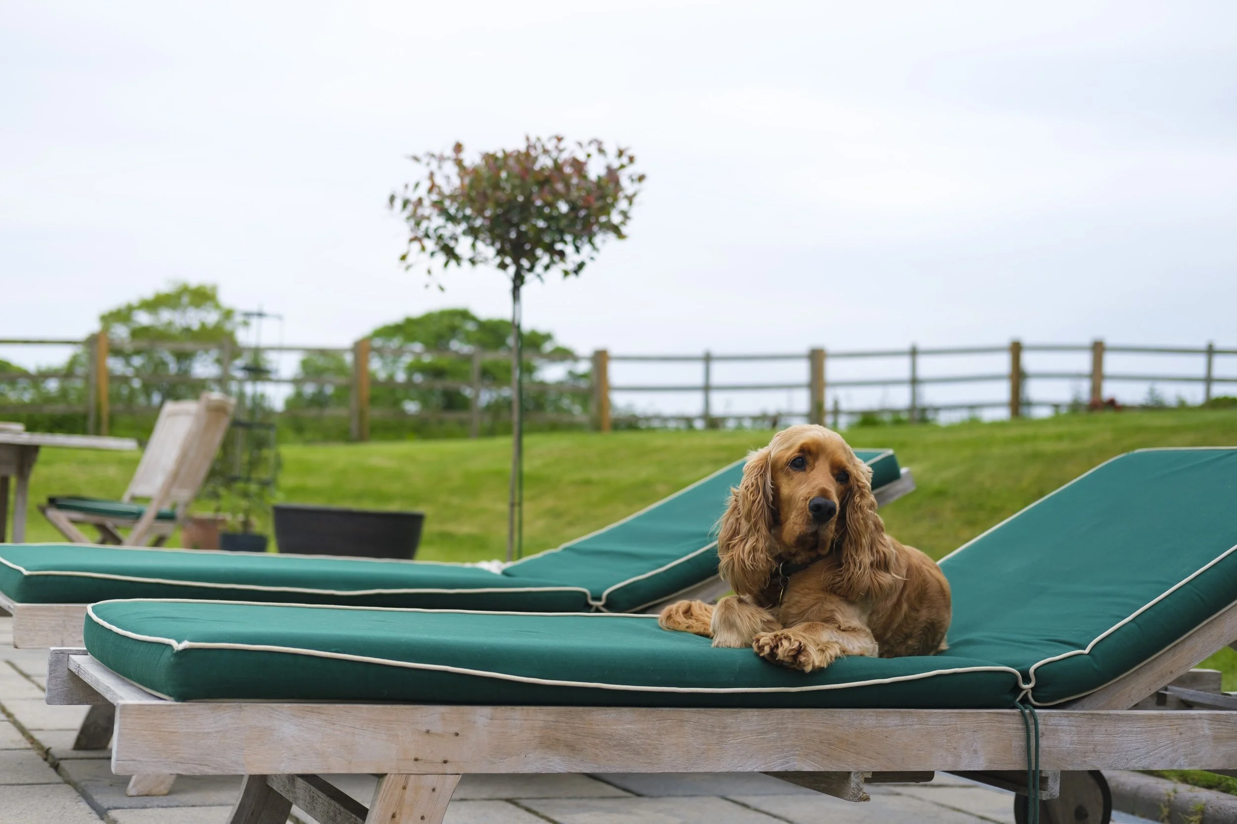 Churchside Pooch.JPG