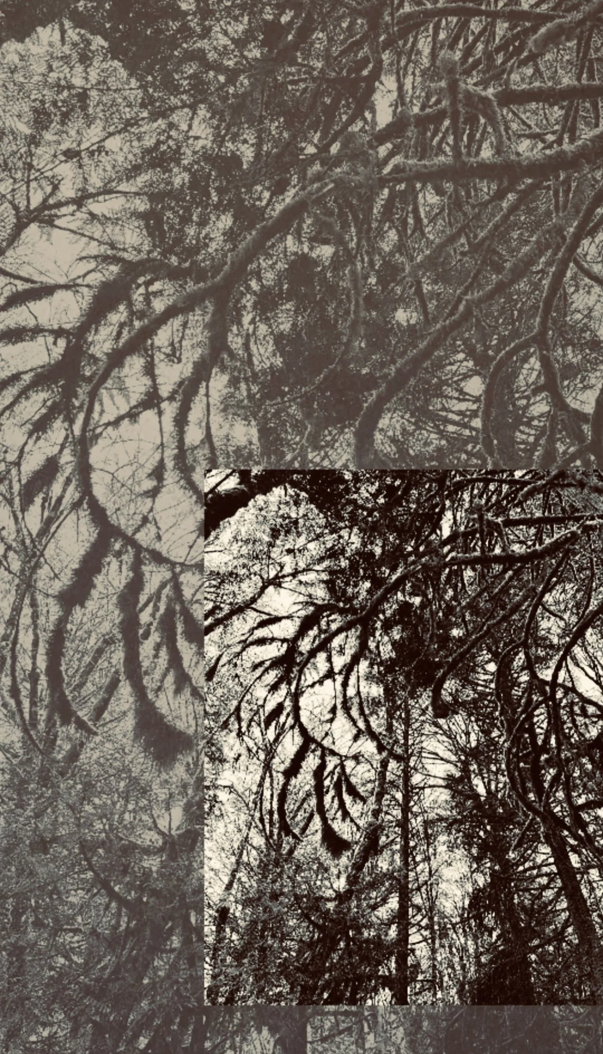 Prayer of the Mother Tree