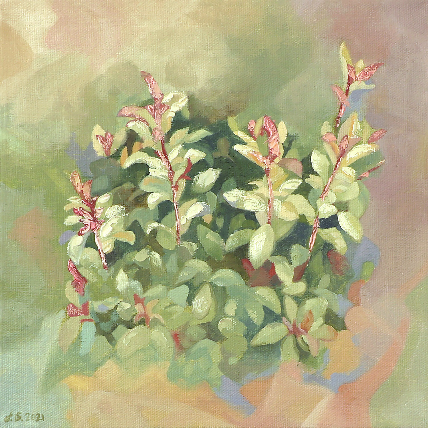 Photinia Plant, 10x10 inches, $150