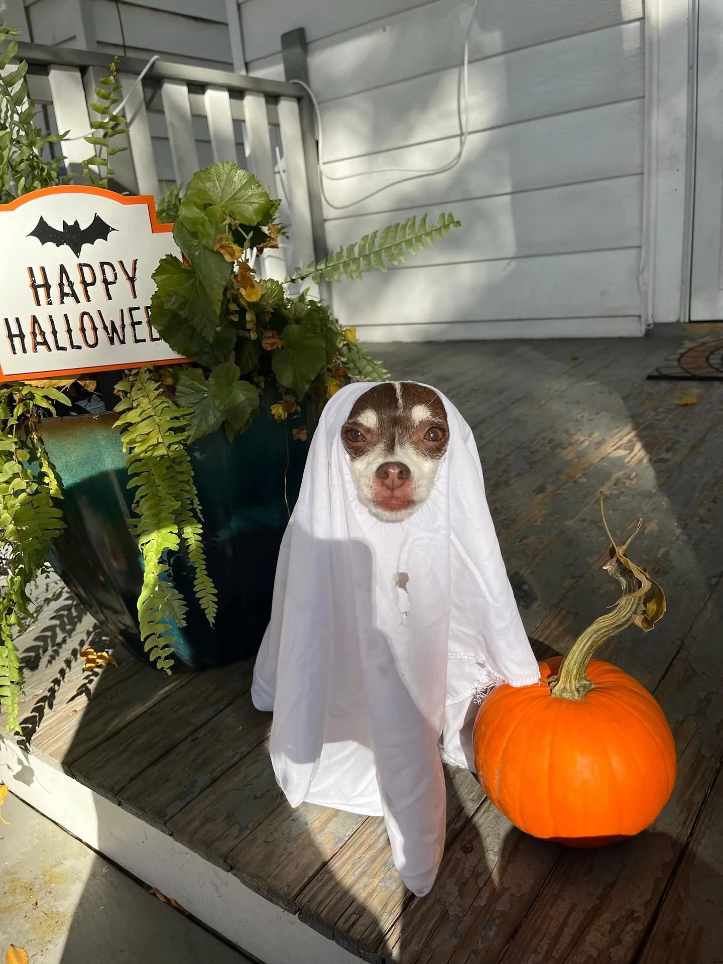 Our spooky staff pets are here to remind you that there is ✨ONE WEEK LEFT🗓️ to submit your entry for our Tricks, Treats, and Tails costume contest!👻🎃
Tag us in your pet’s costume photo for a chance to win a special prize from IPC!
