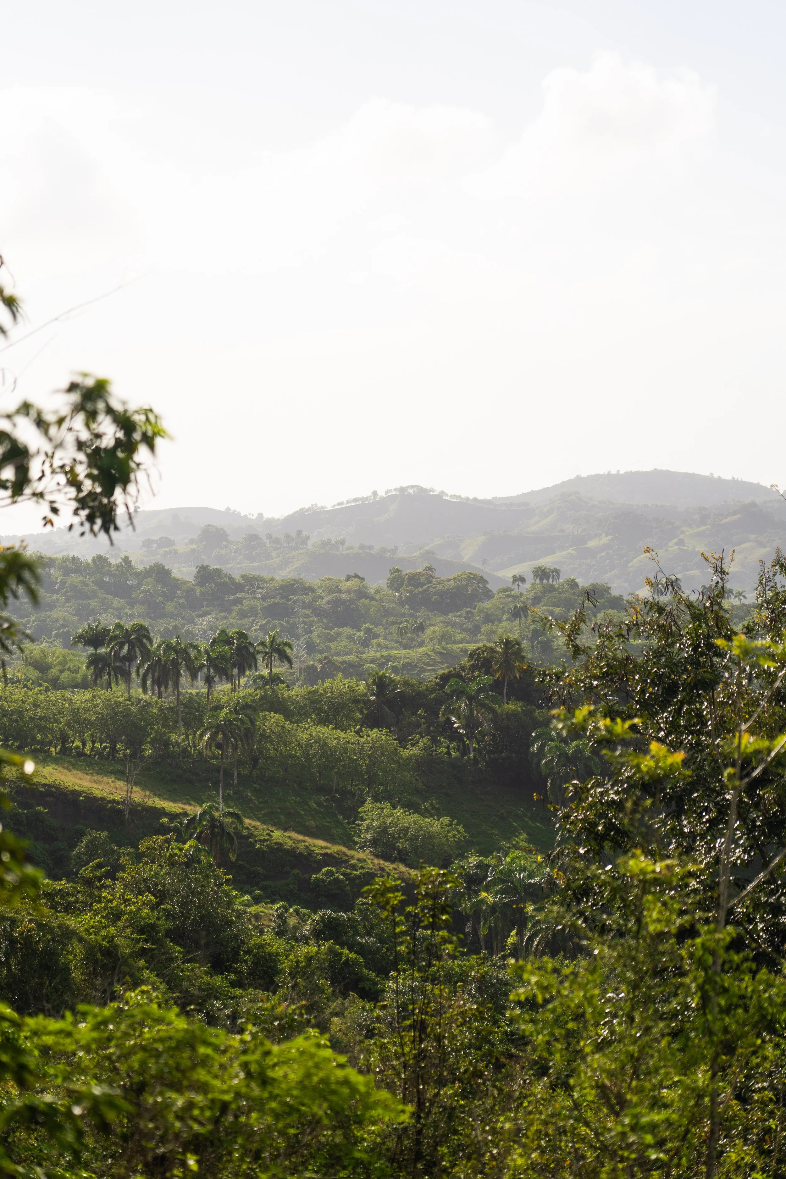 Root to Rise-357.jpg