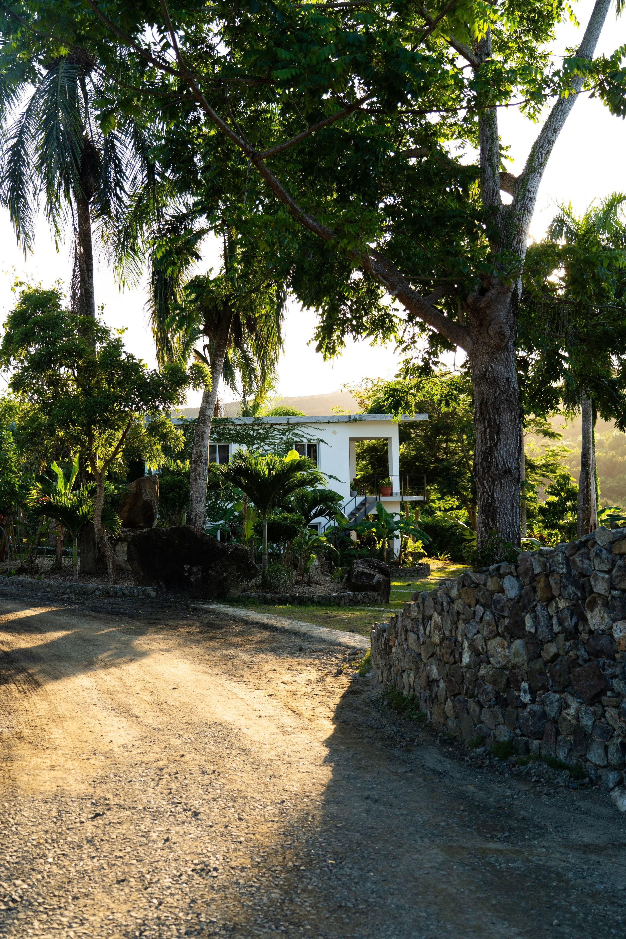 A gravel driveway leading to a modern white house surrounded by lush green trees and plants, with sunlight filtering through the foliage.