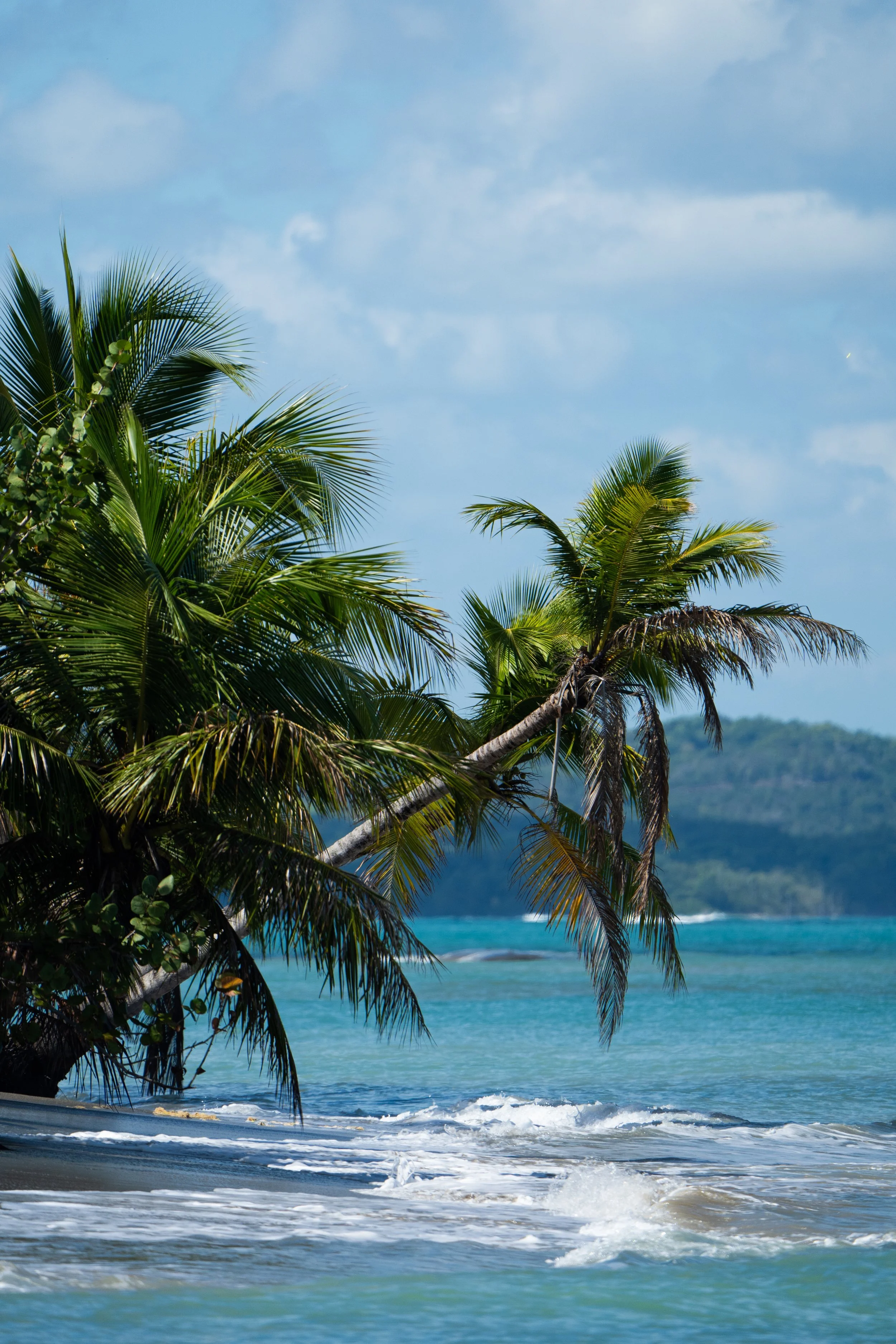 Tropical beach with palm trees leaning over the shoreline, gentle waves, and a distant green hillside under a cloudy sky.