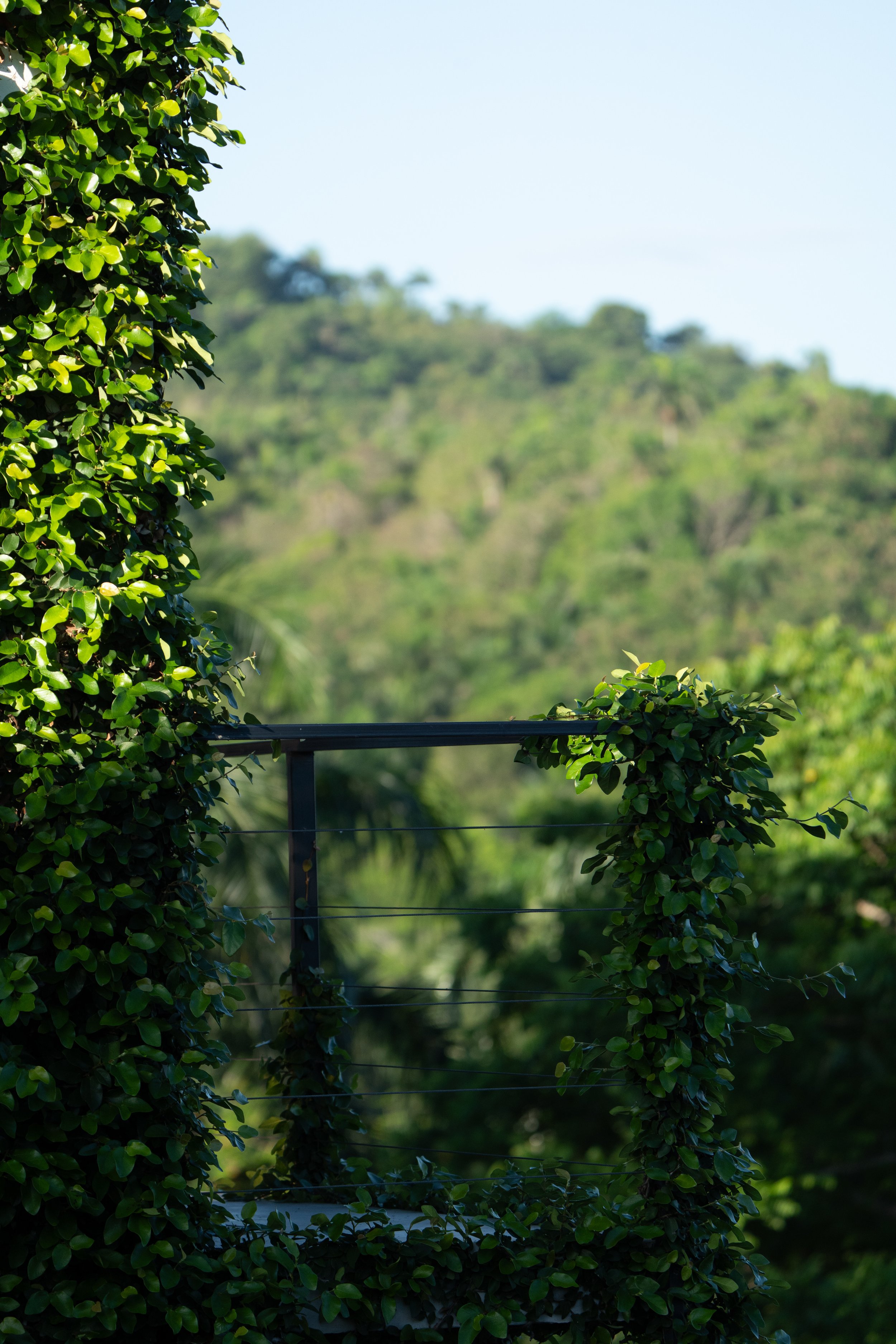 A framed view of green trees and a hillside with a blue sky visible in the background, with a black metal railing and lush green foliage in the foreground.