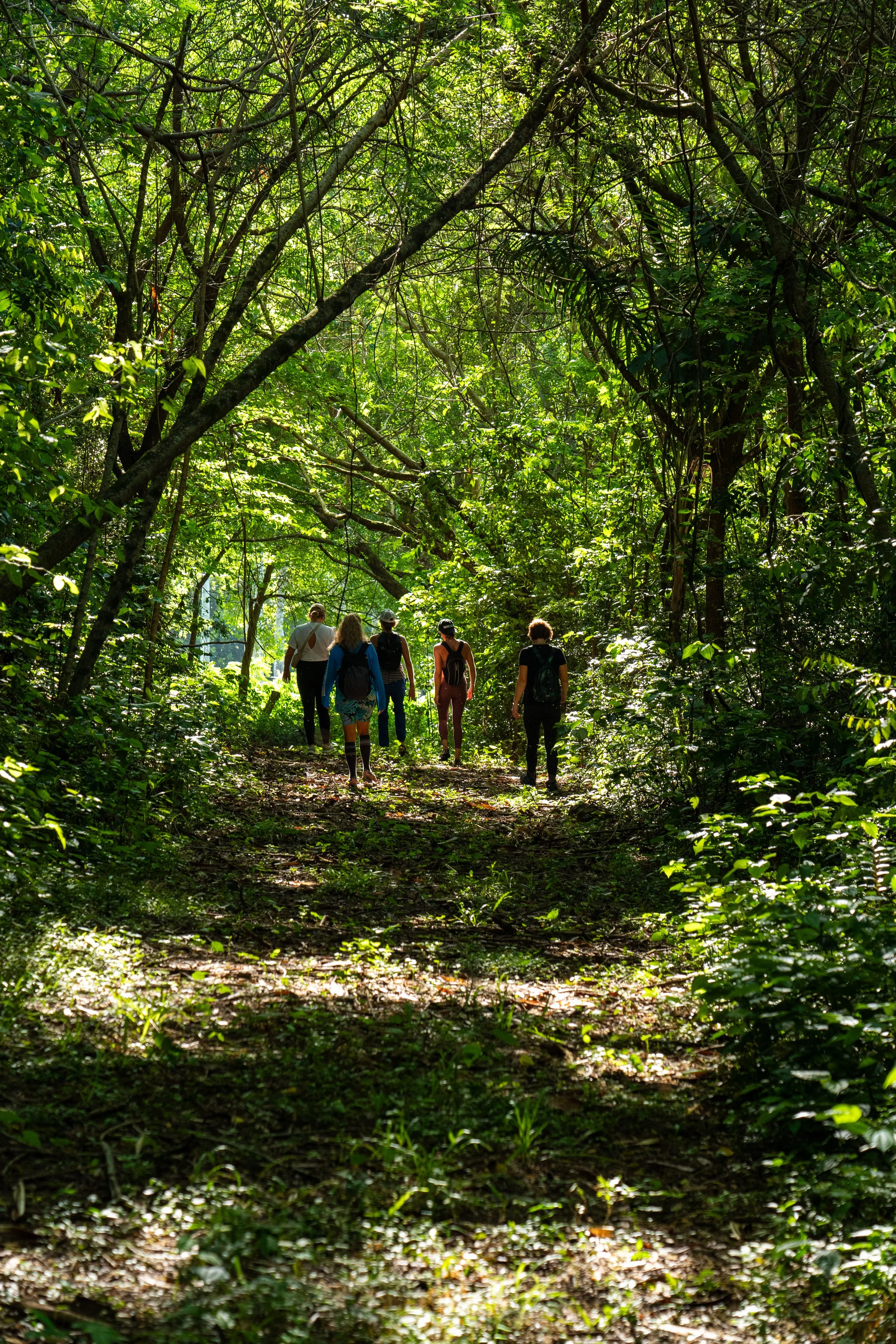 Group of people walking on a forest trail surrounded by lush green trees and foliage.