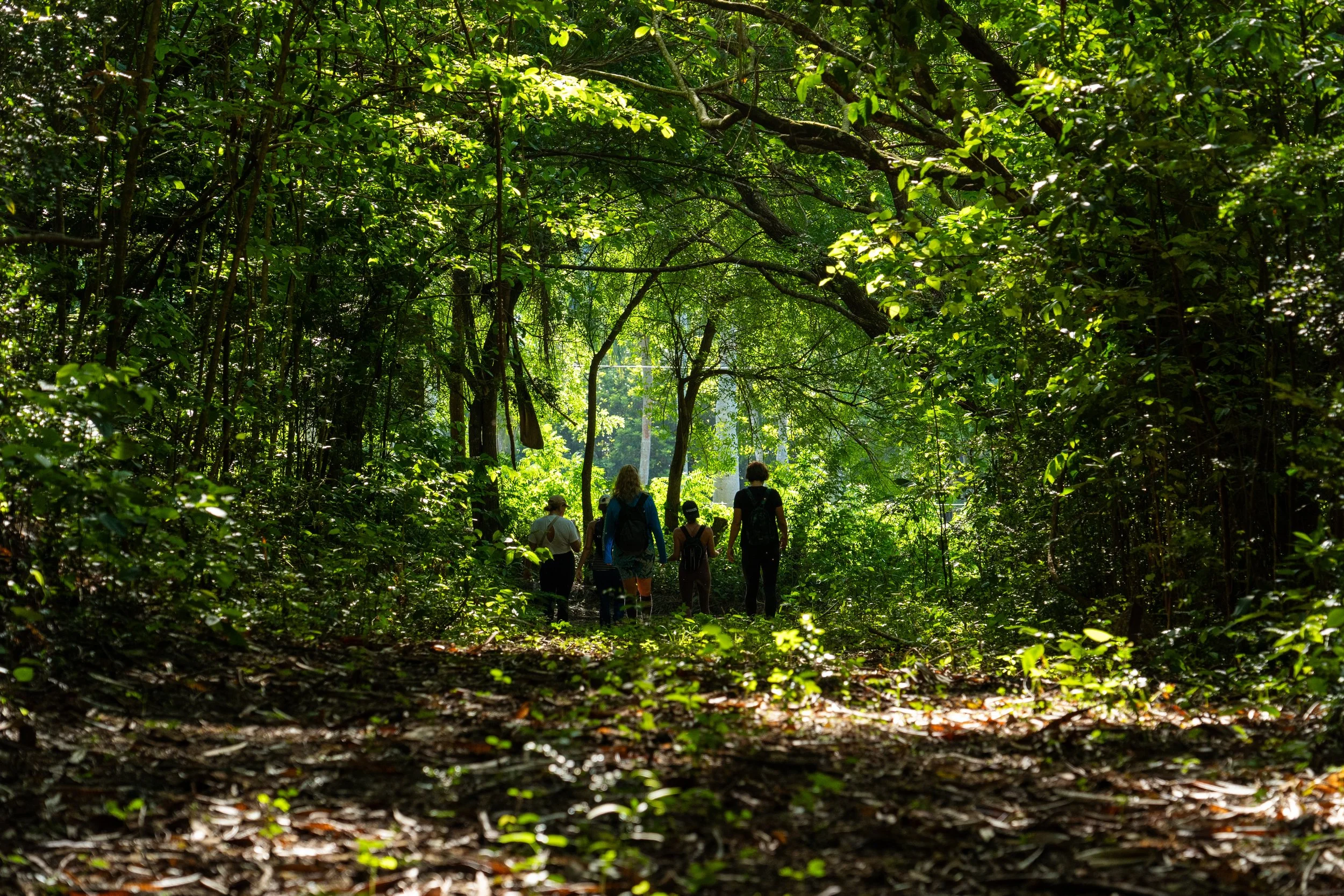 A group of five people, wearing backpacks, walking through a dense, green forest with sunlight filtering through the trees.