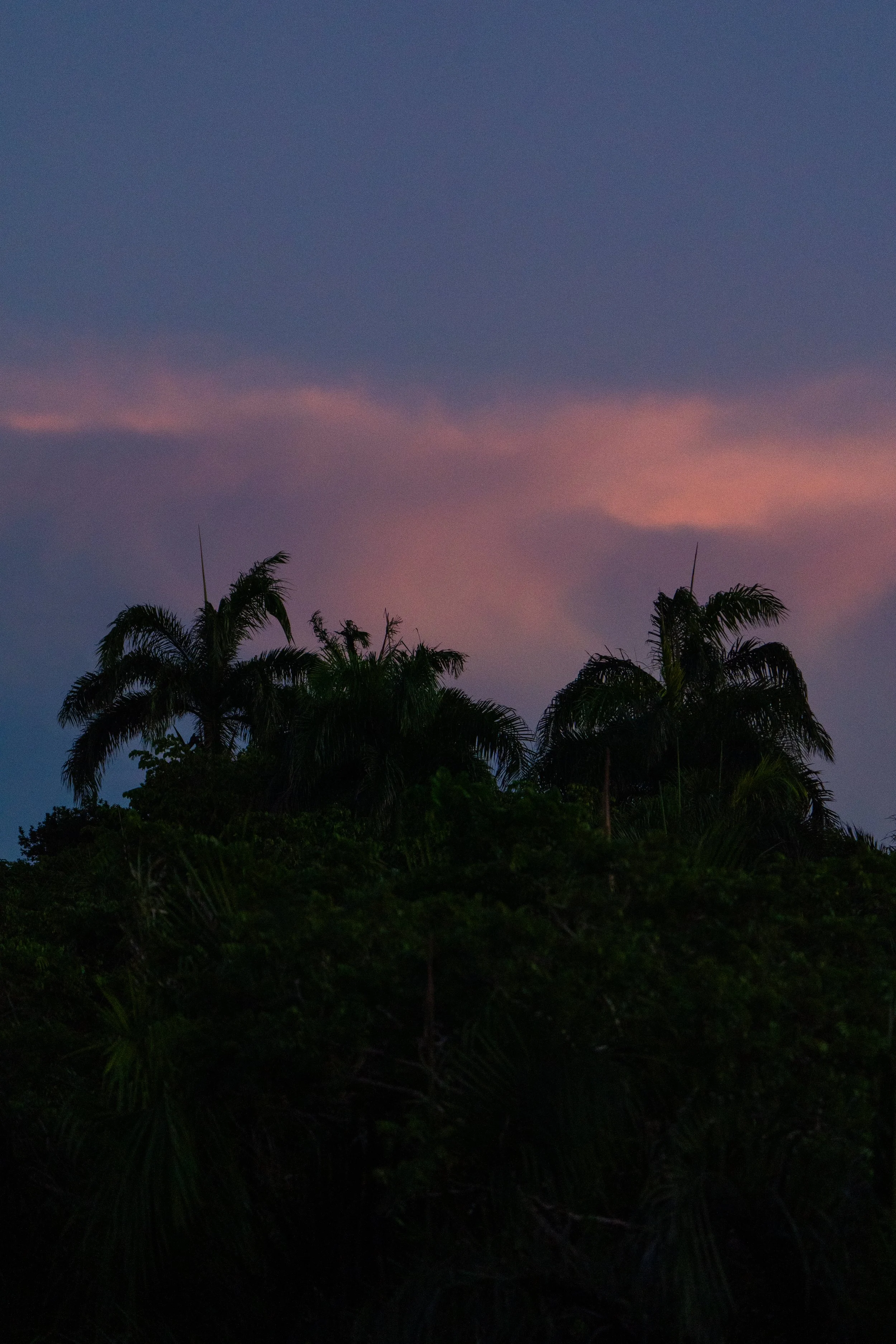 Silhouetted palm trees against a colorful evening sky with pink and purple clouds.