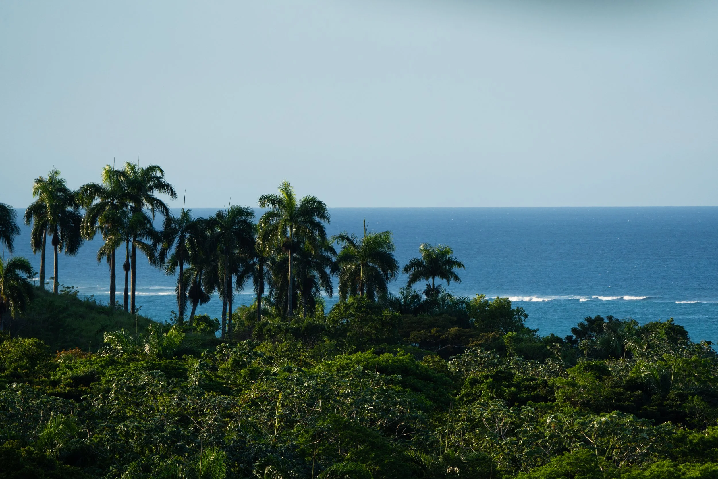 Tropical landscape with palm trees and lush green vegetation in the foreground, ocean waves in the distance, and a clear sky.