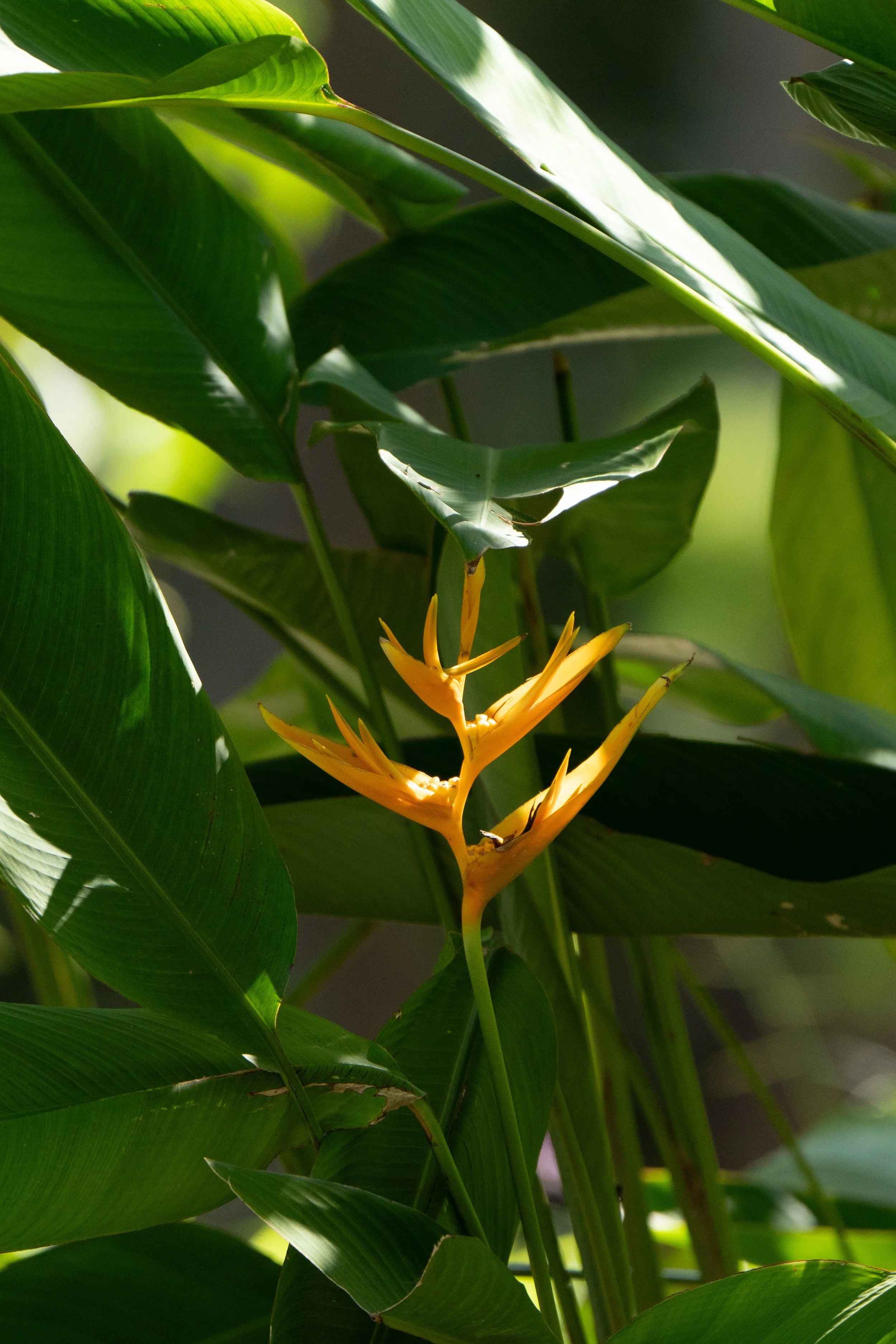 Yellow tropical flower surrounded by large green leaves in sunlight.