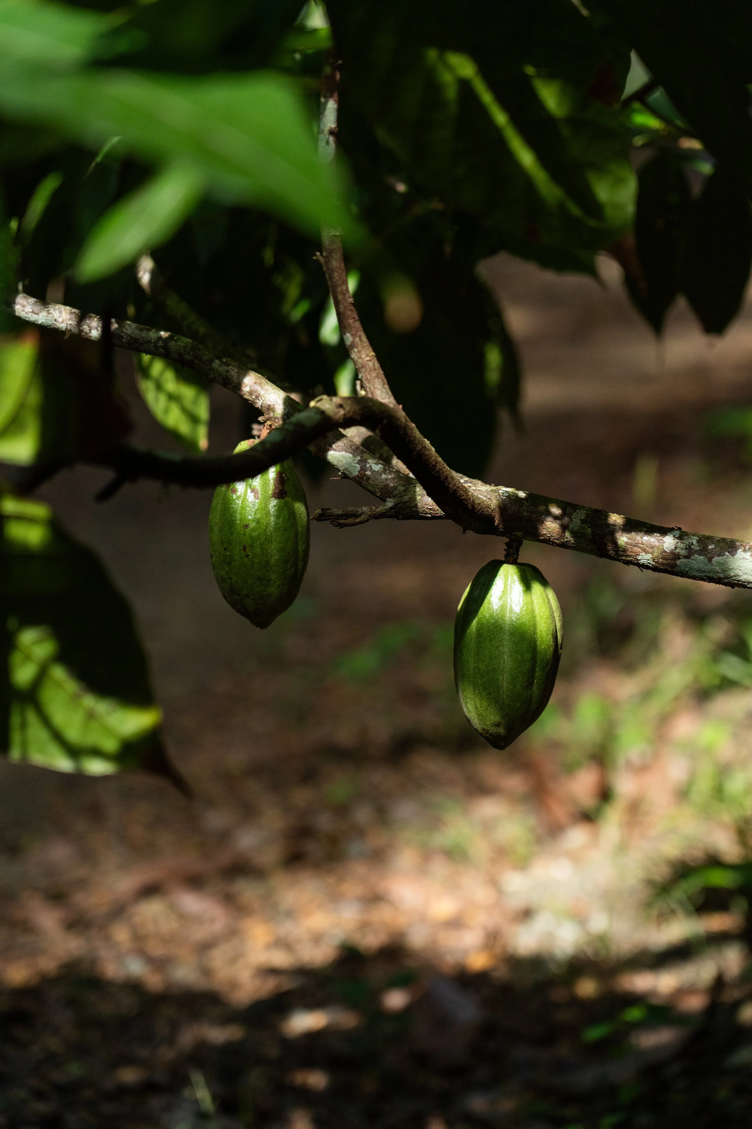 Two green cacao pods hanging from a tree branch with dark green leaves in background.