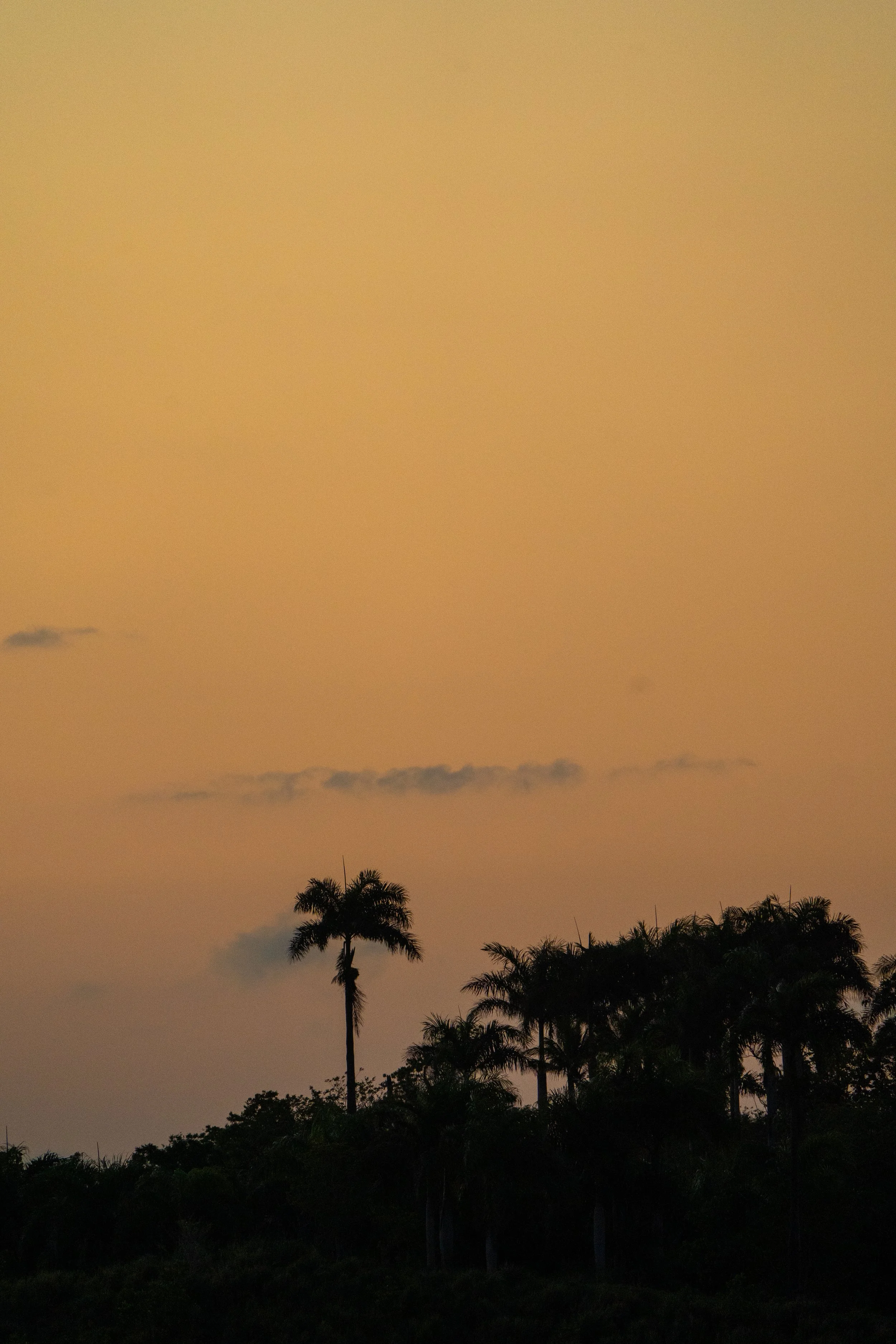 Silhouetted palm trees against a sunset or sunrise sky with a gradient of orange and soft colors.