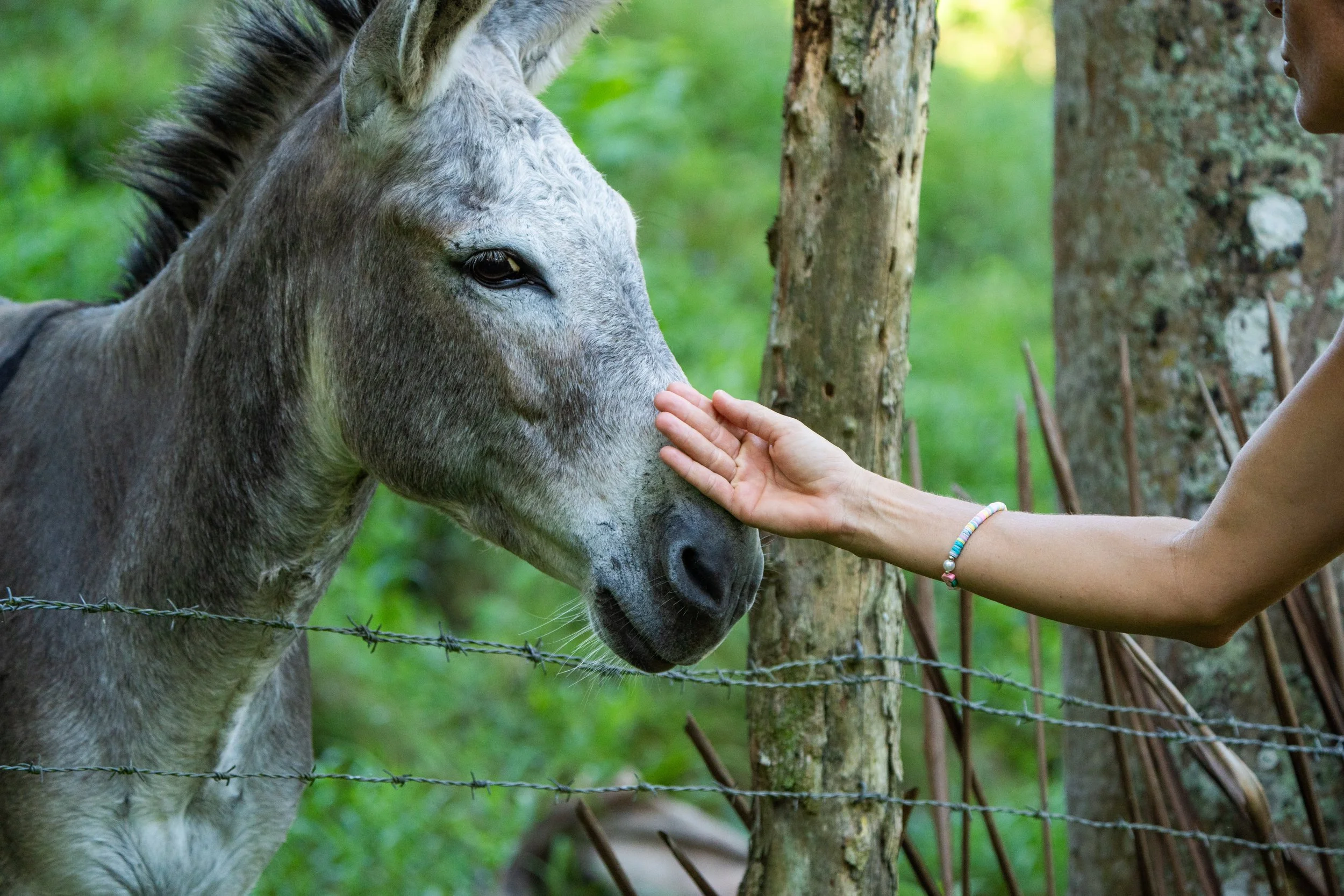 A person gently touching the nose of a horse through a fence with trees and grass in the background.