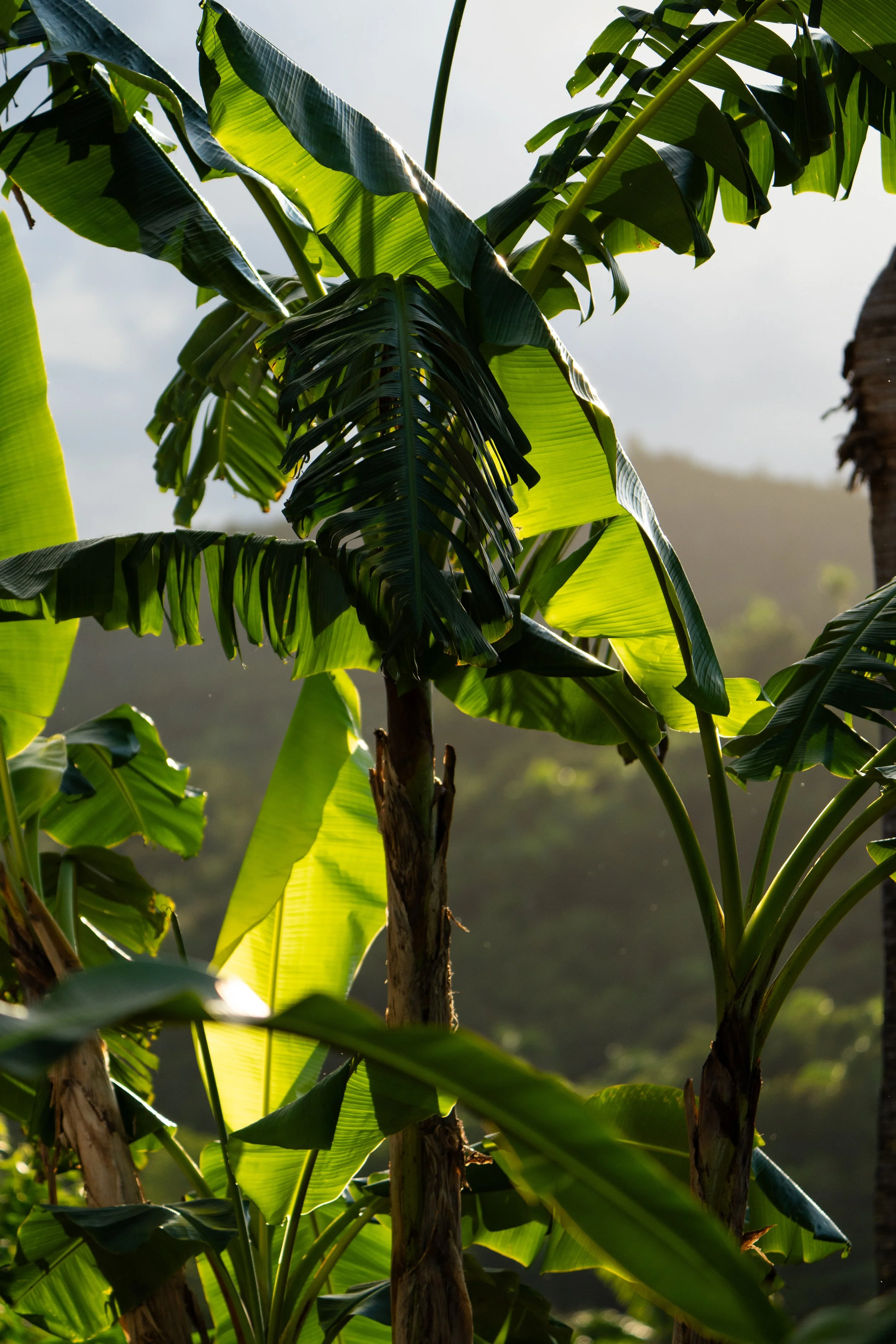 Sunlight filtering through banana plant leaves in a tropical setting.
