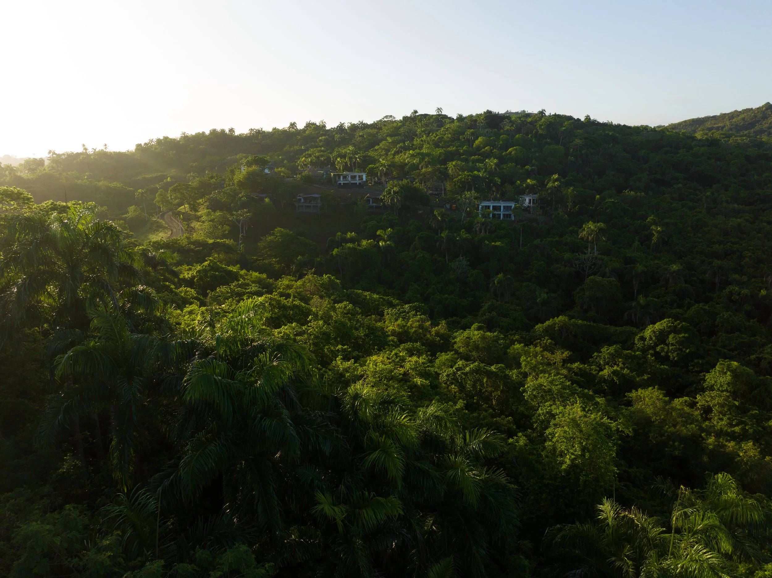 A lush green hillside covered with dense trees and some houses visible on the slope, with the sun shining from the left side of the image.