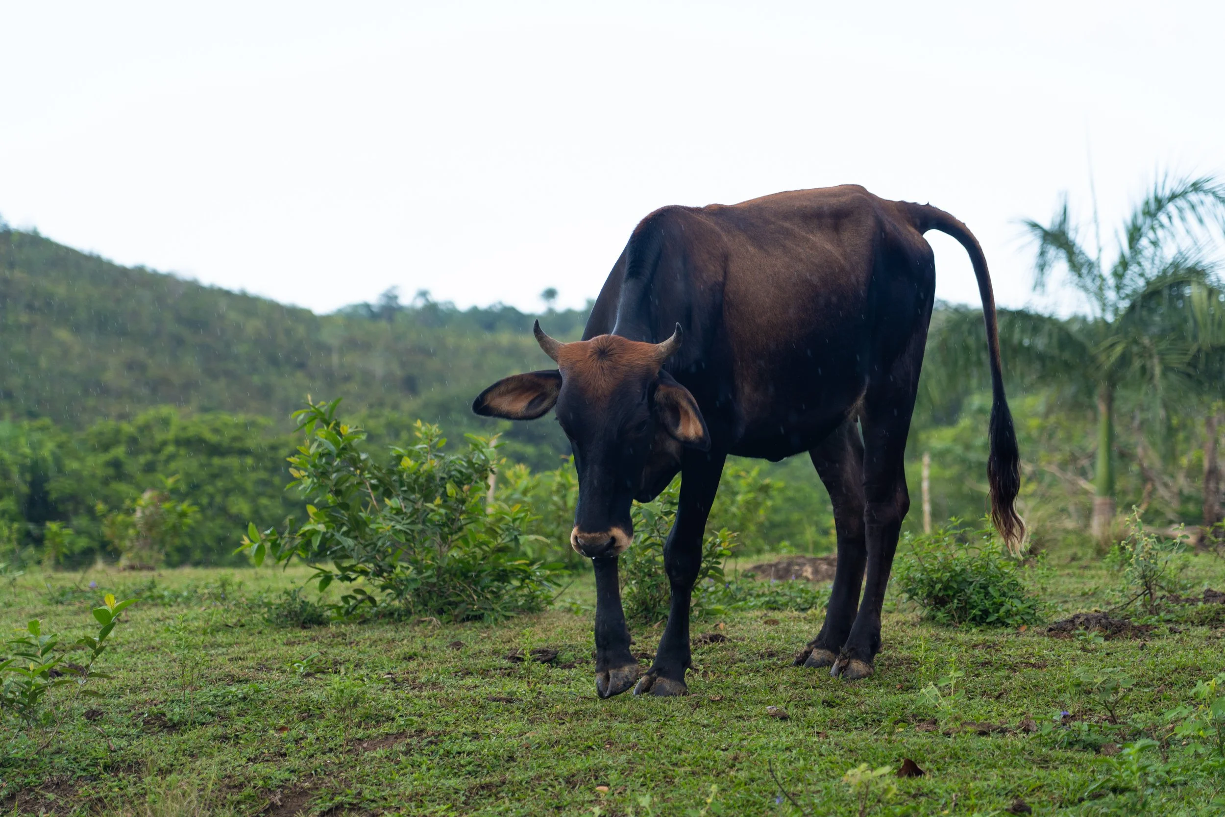 A brown and black cow grazing on green grass in a lush outdoor landscape.
