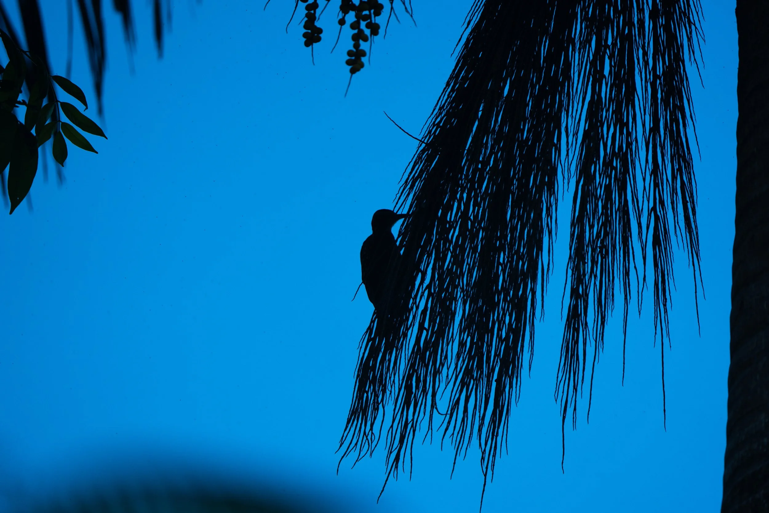 Silhouette of a bird perched on a palm tree against a blue sky at dusk or dawn.