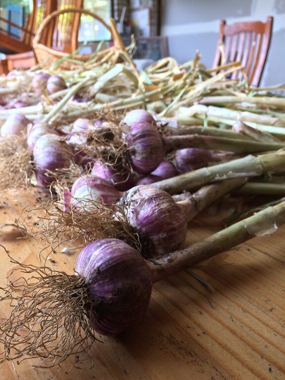 Purple garlic with stalks