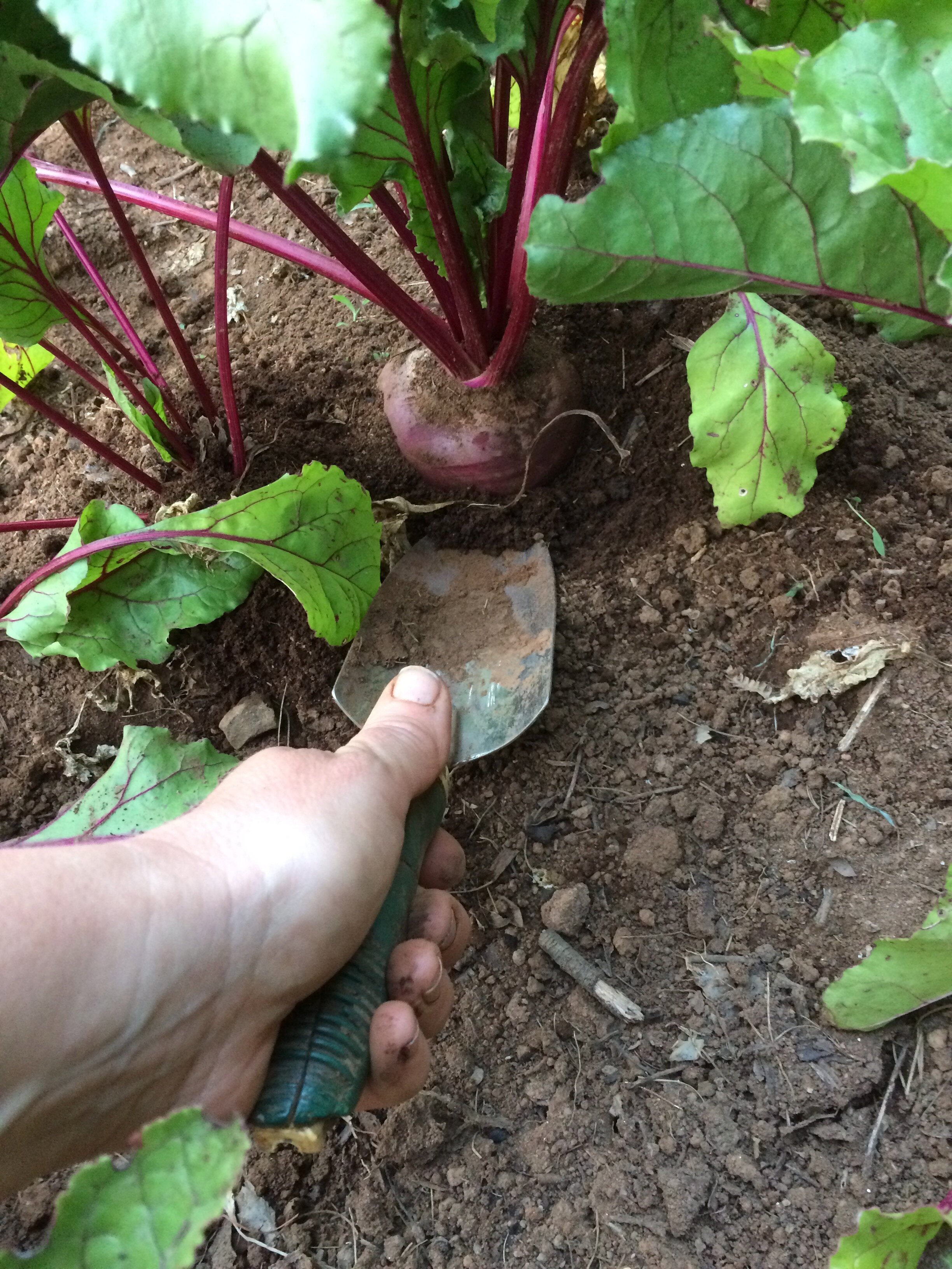 Hand holding trowel in dirt at base of beetroot