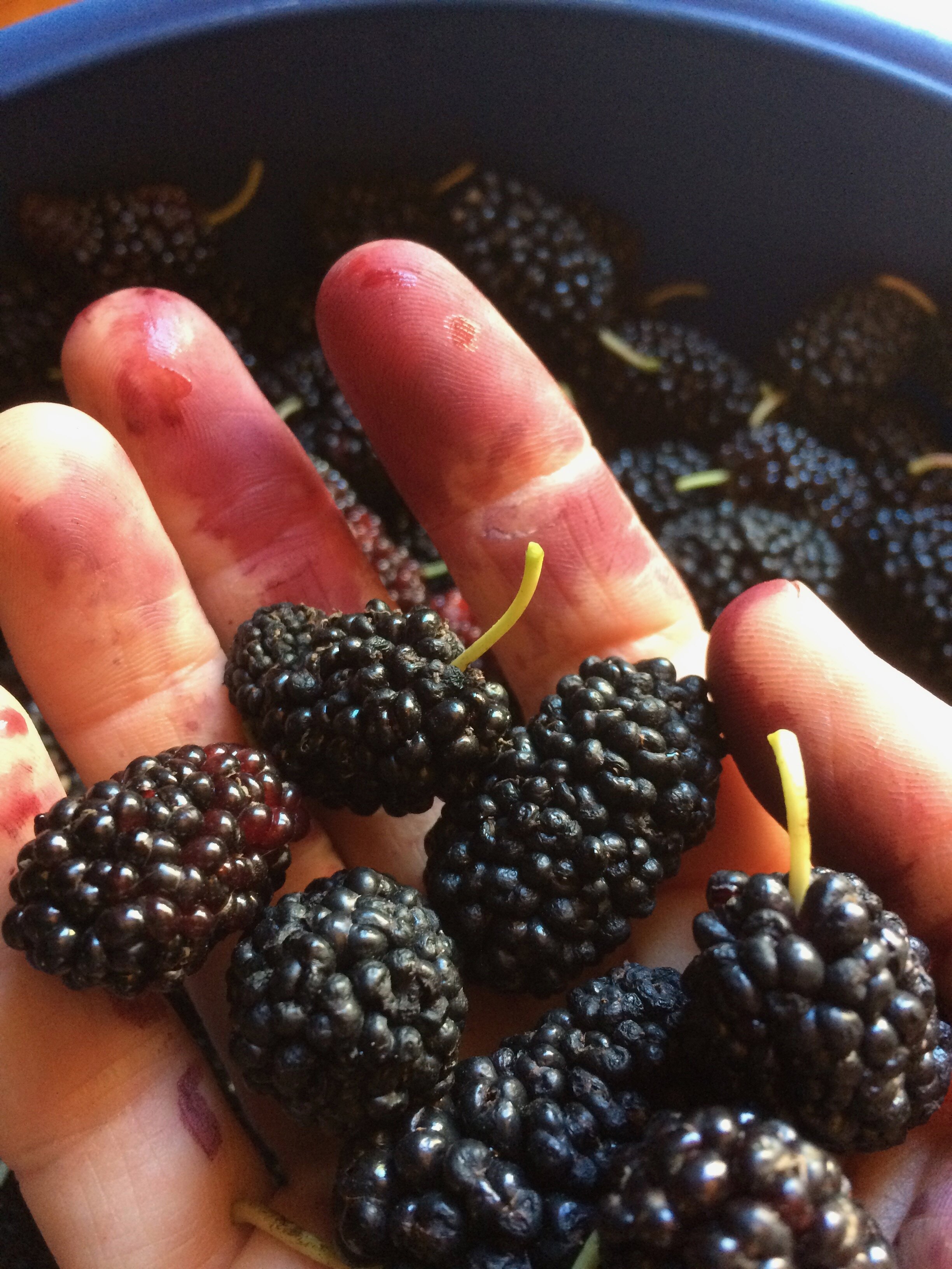 Hand with stained fingers holding mulberries