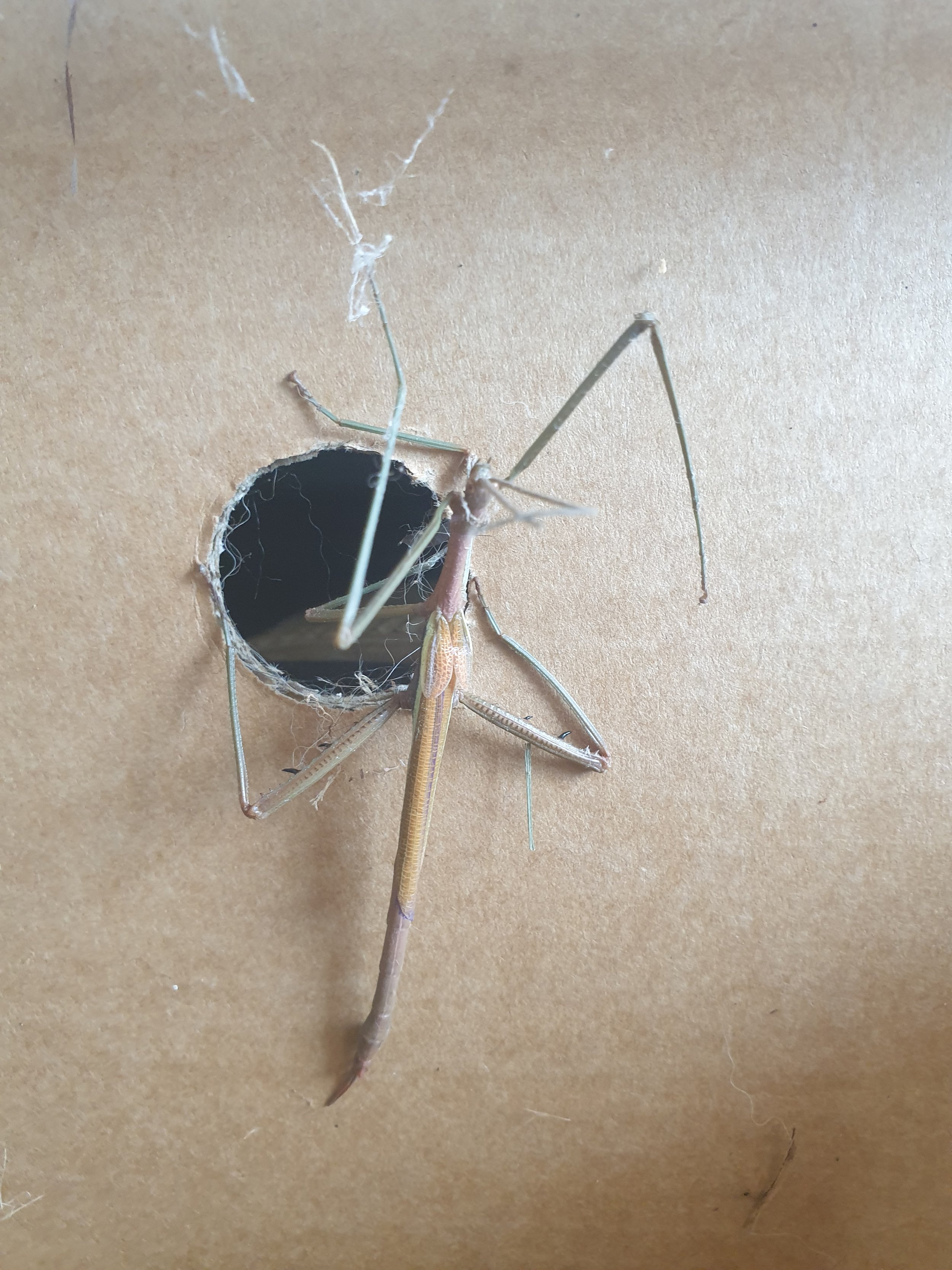 Stick insect next to hole in cardboard box
