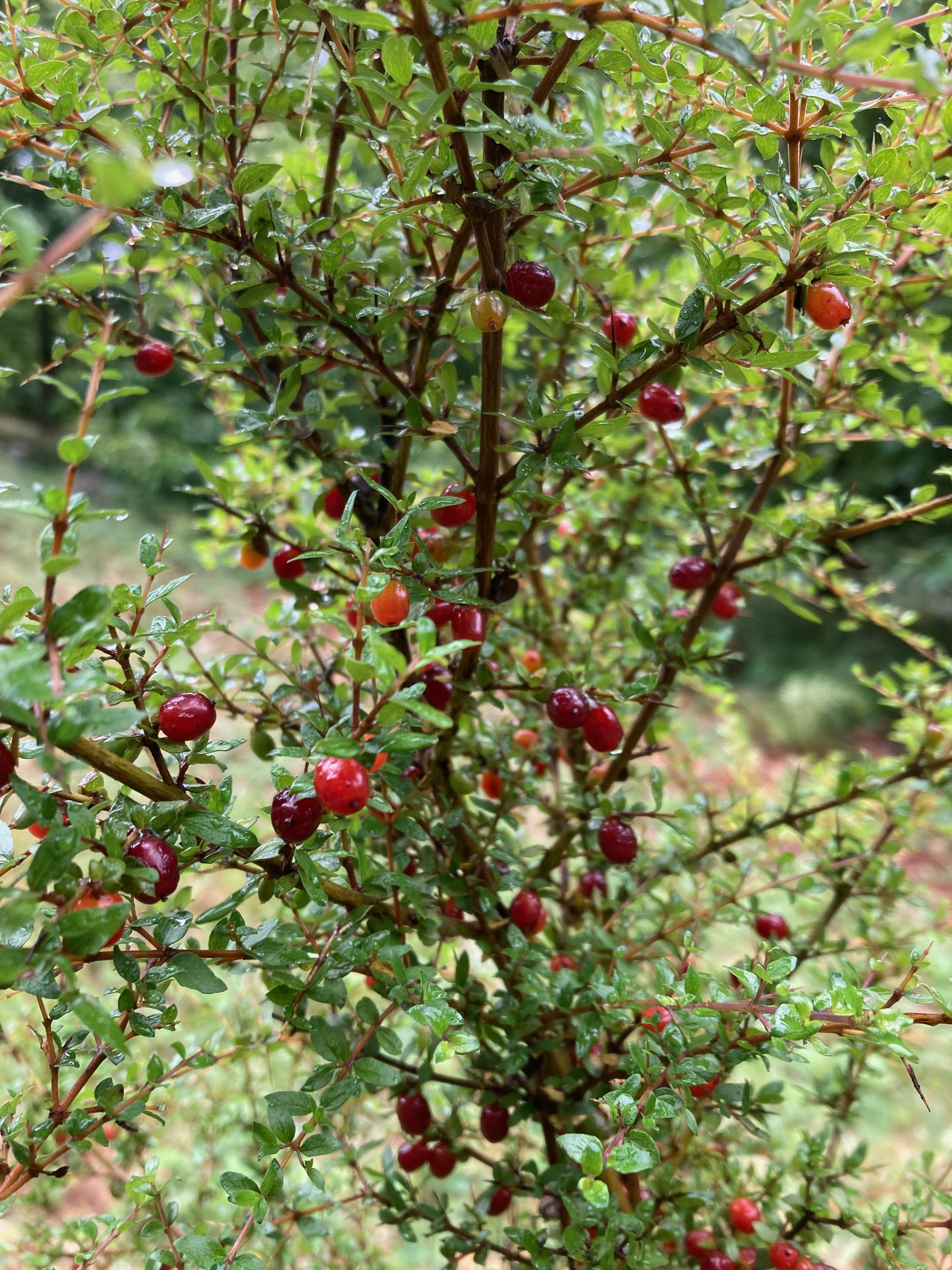 Close up of bush with small red berries amongst small spiky leaves